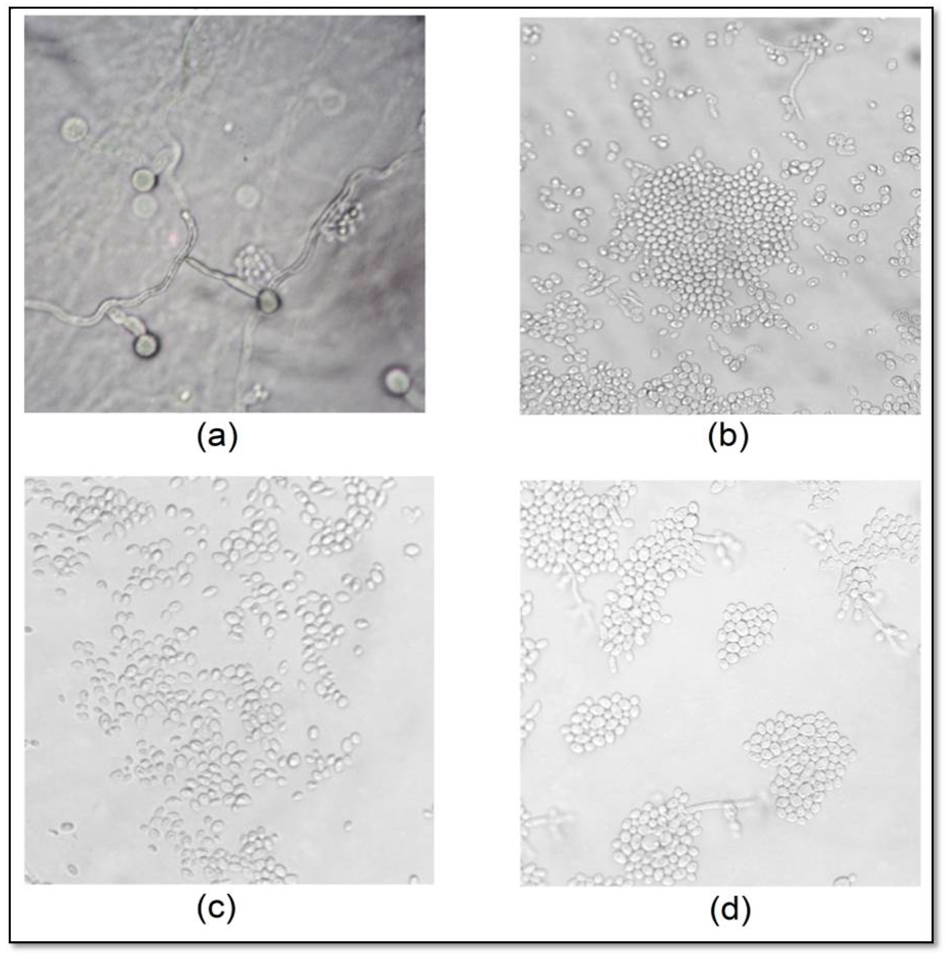 Molecules 22 01527 g005