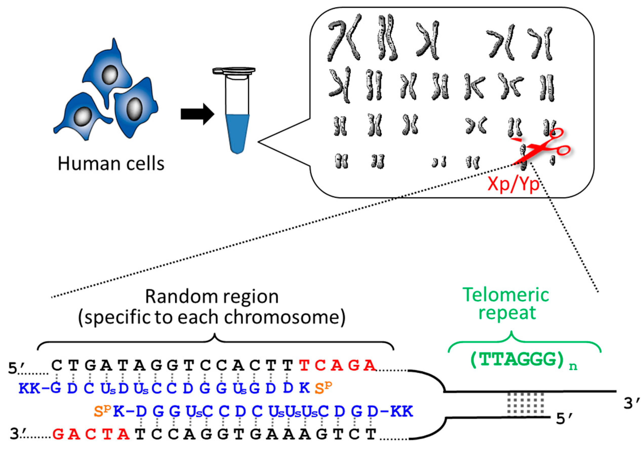 Molecules 22 01586 g001