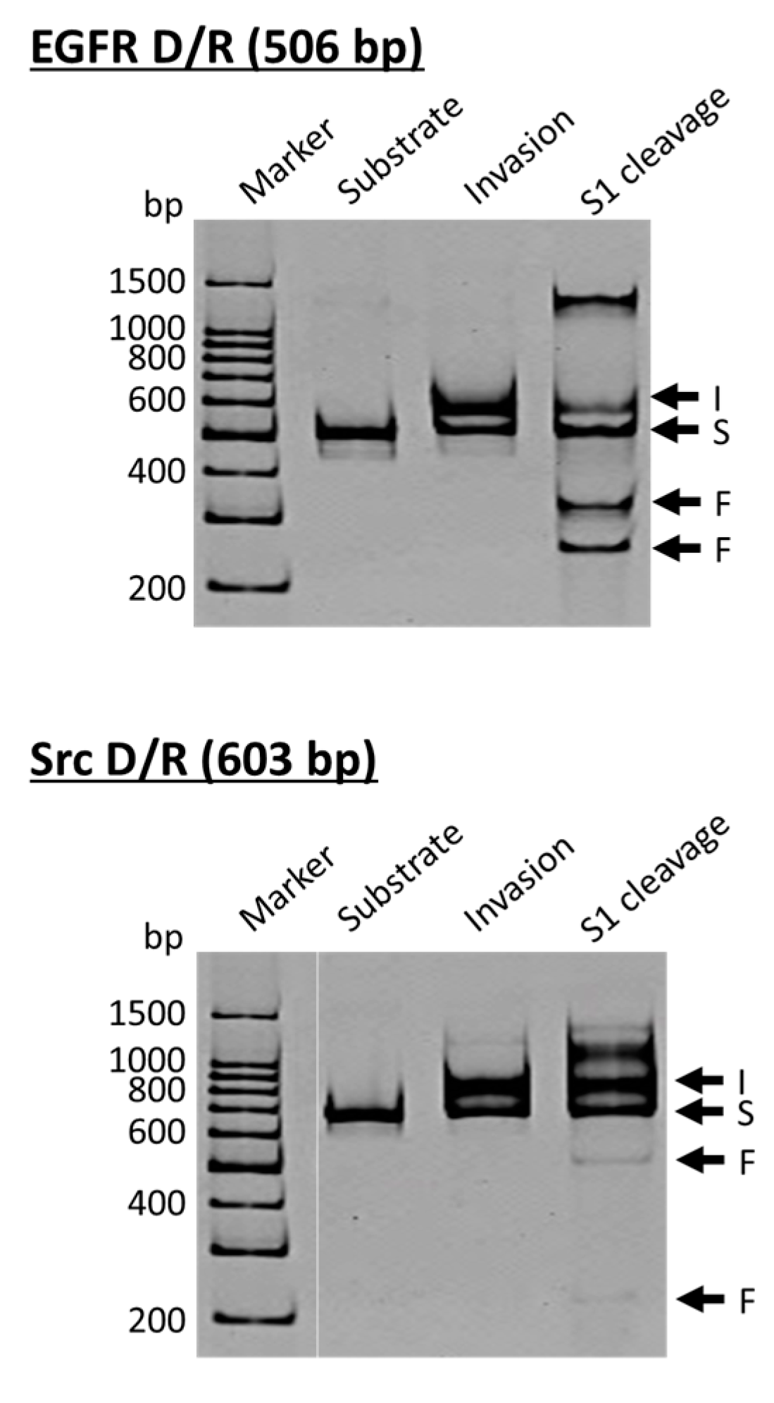 Molecules 22 01586 g003