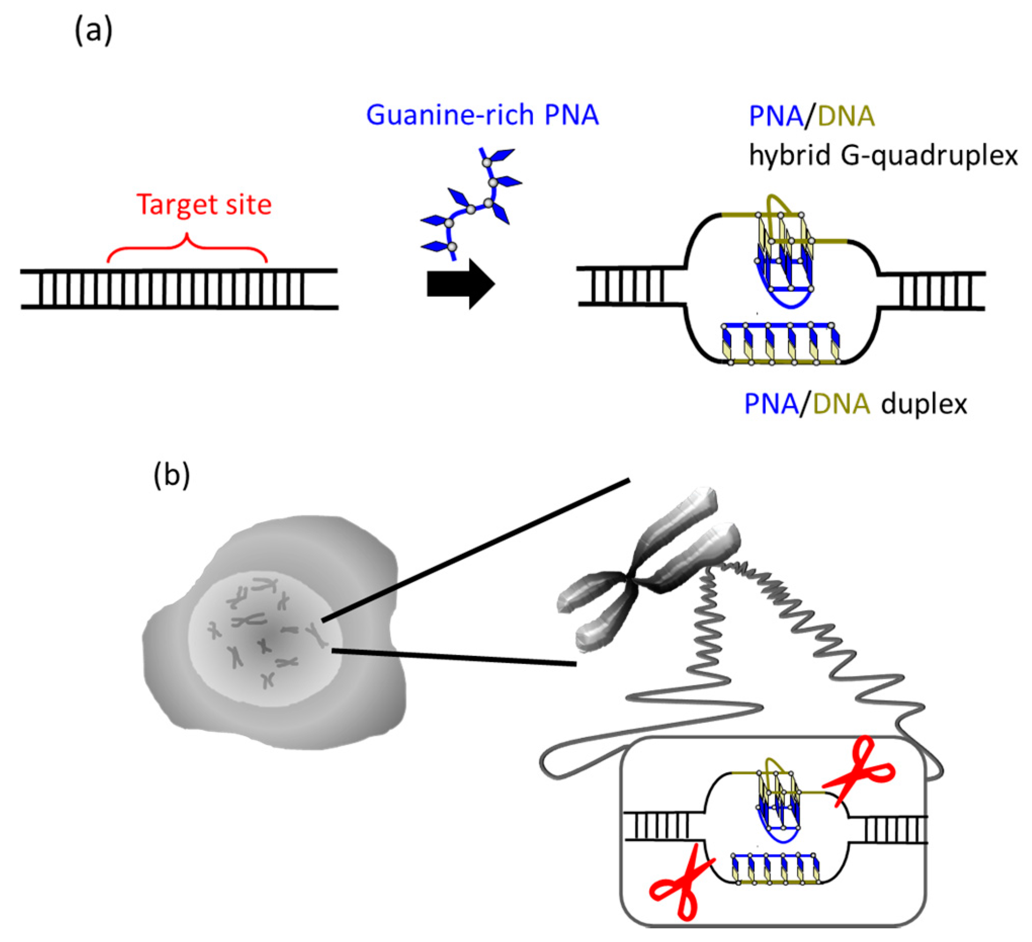 Molecules 22 01586 g004