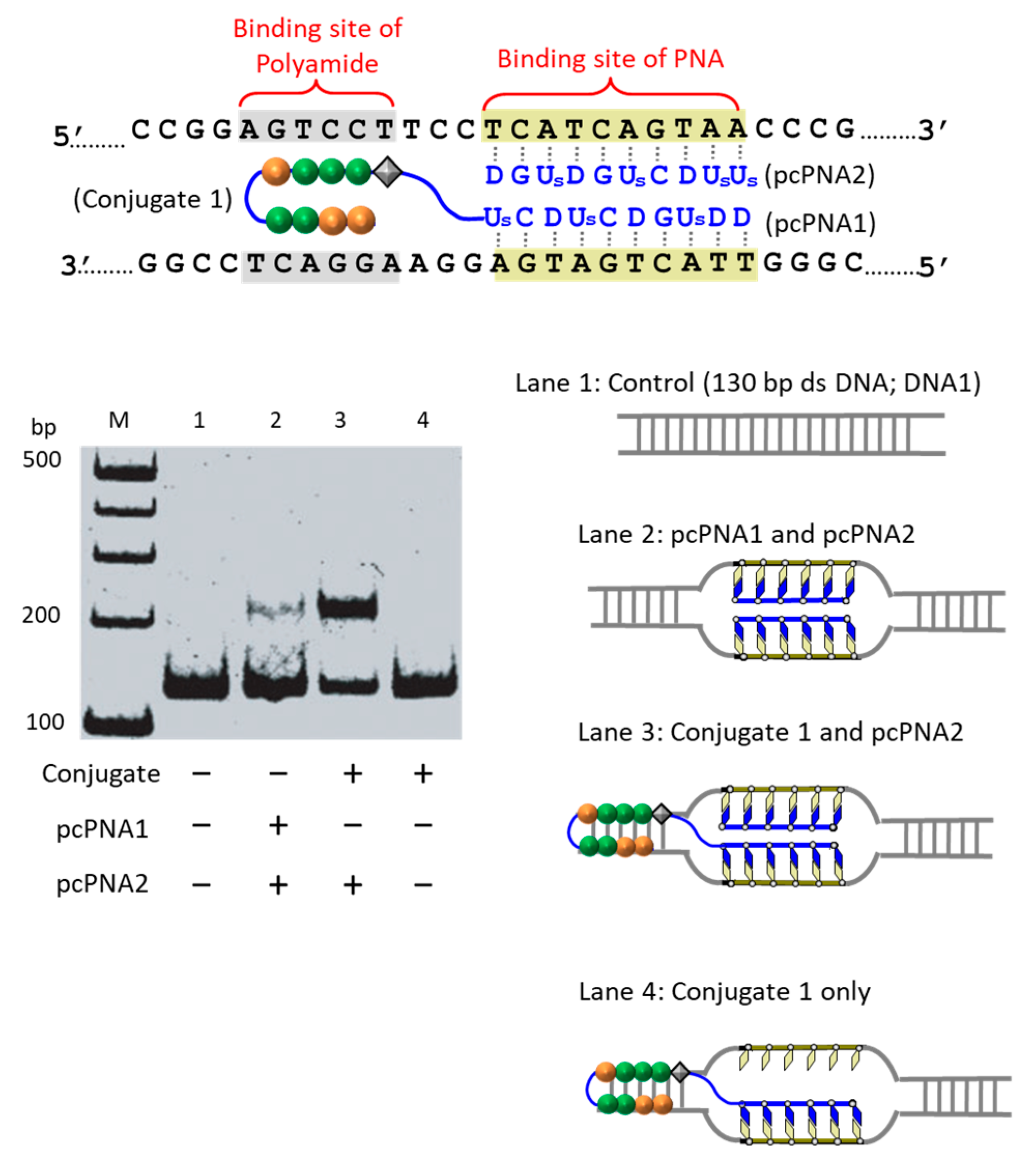 Molecules 22 01586 g005