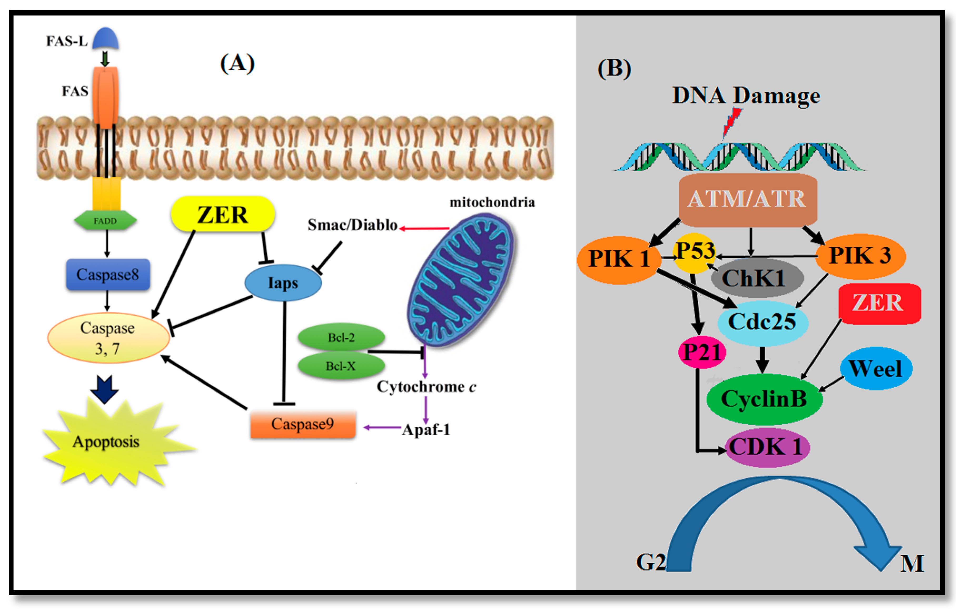 Molecules 22 01645 g006 Molecules 22 01645 g006