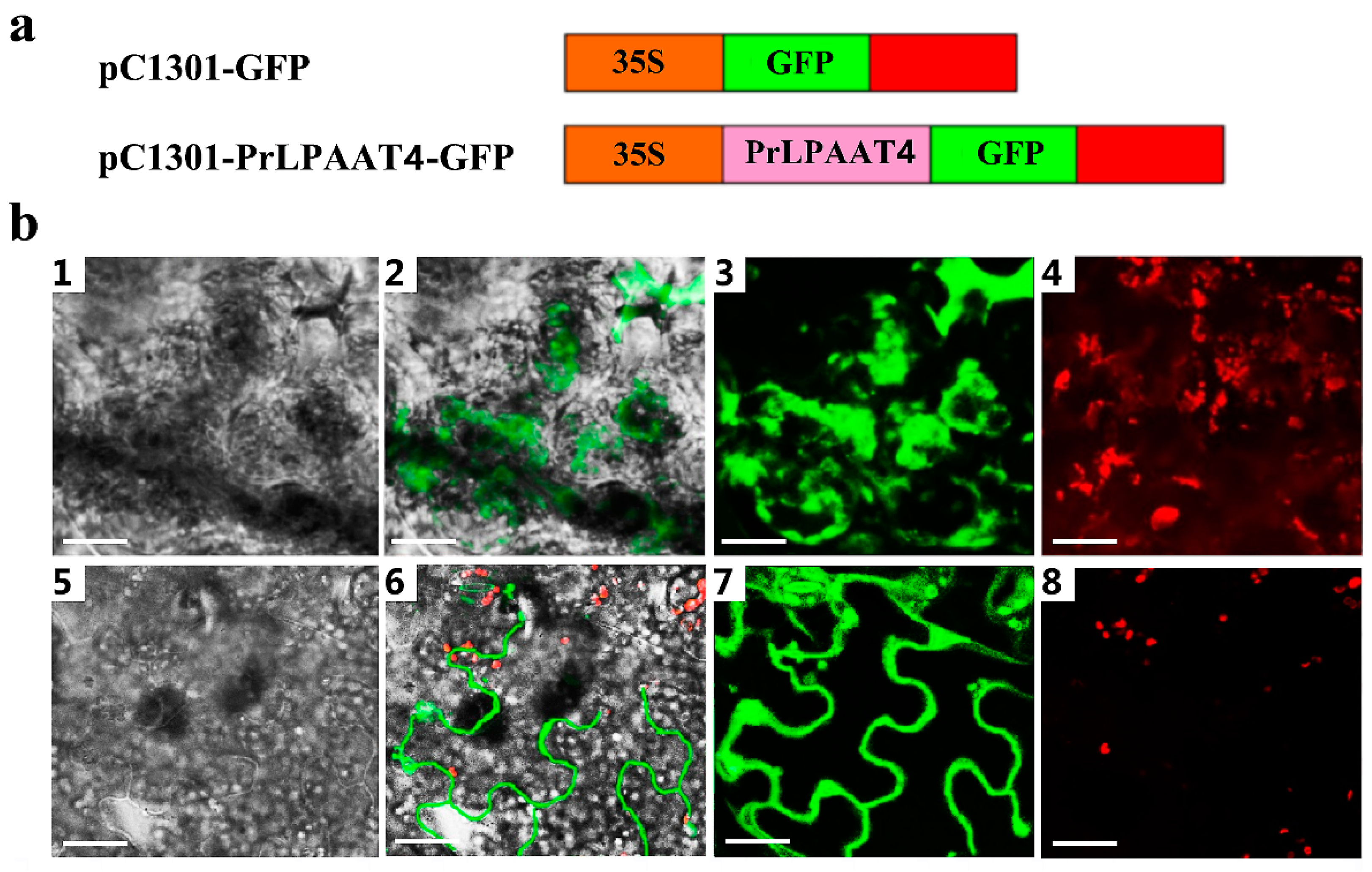 Molecules 22 01694 g005