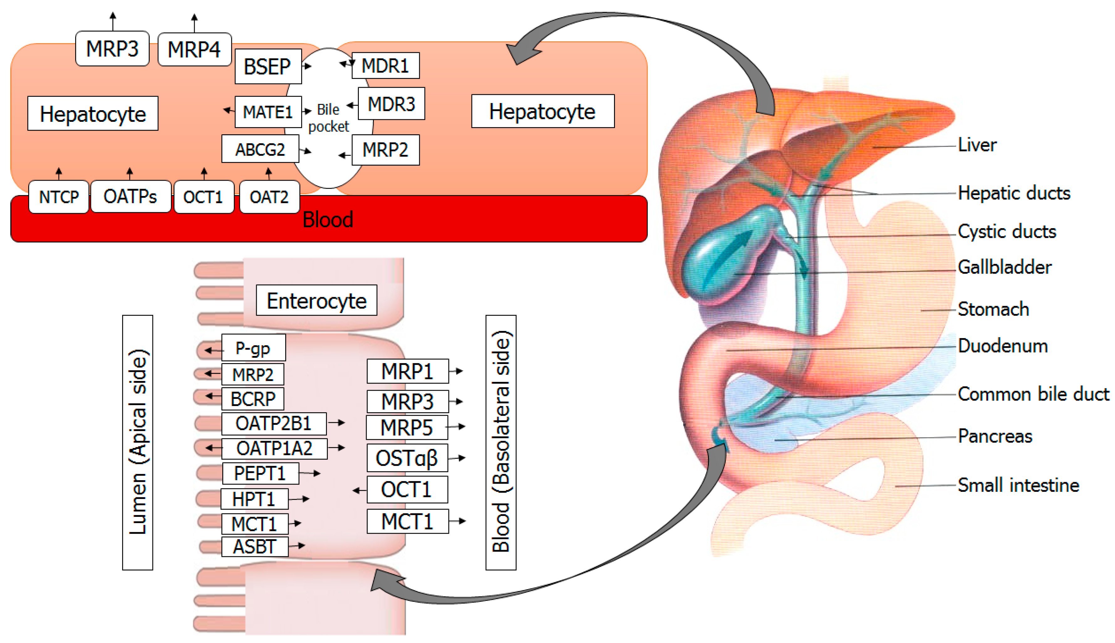 Molecules 22 01699 g001