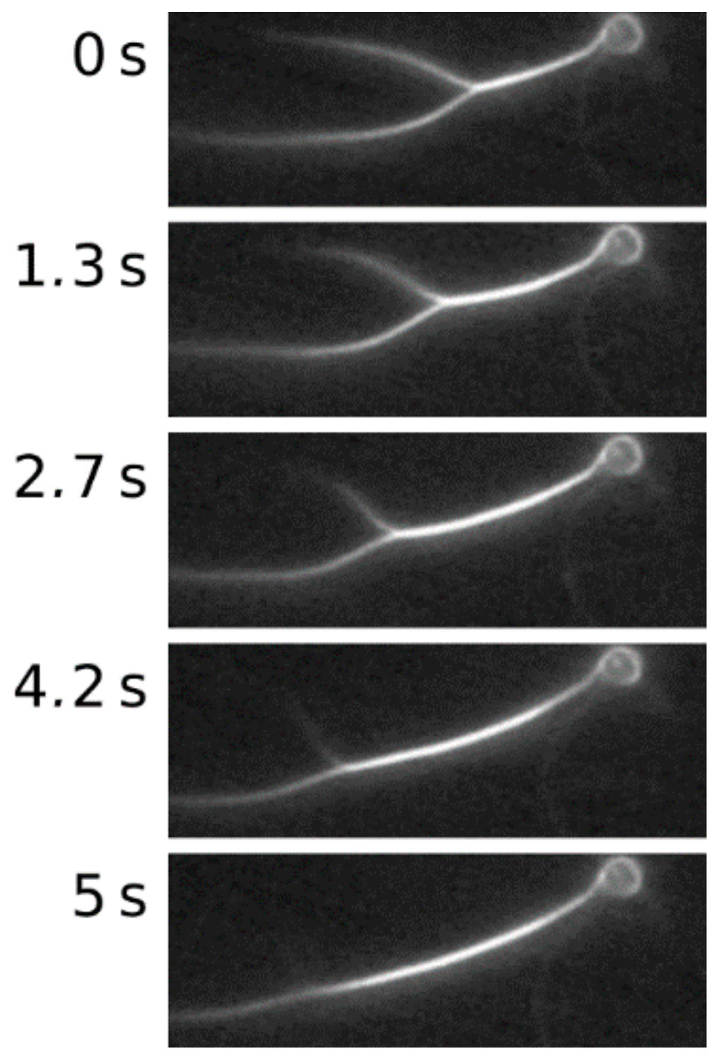 Molecules 22 01804 g005