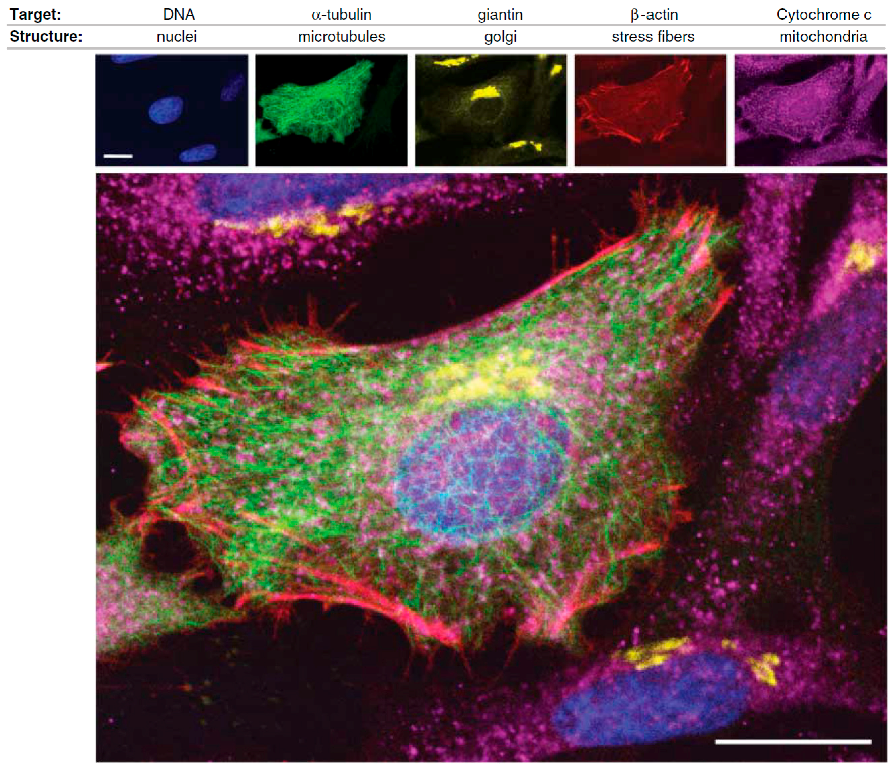 Molecules 22 01819 g001