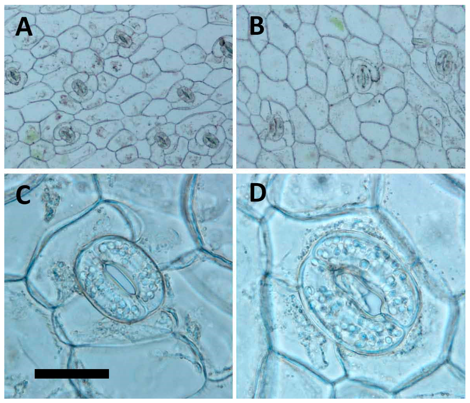Molecules 22 01907 g003