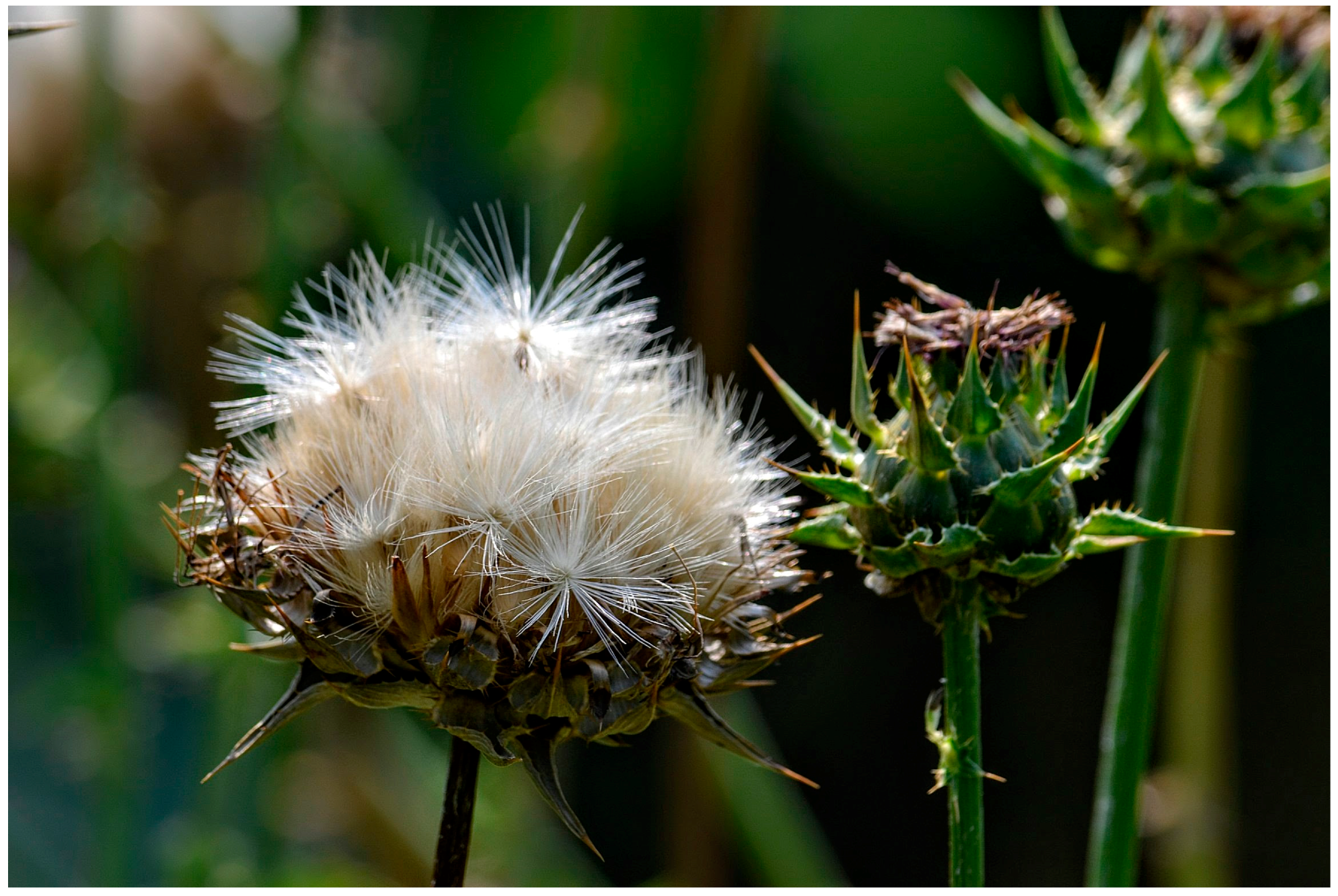 Molecules 22 01942 g001 Molecules 22 01942 g001