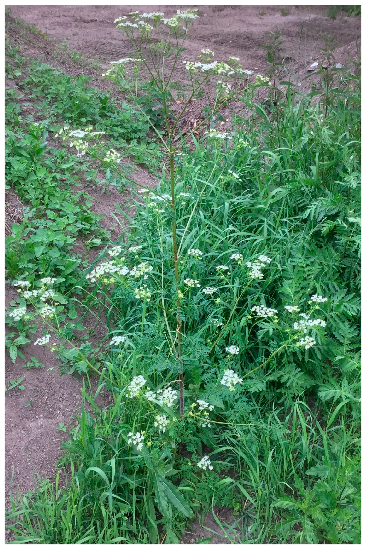 Molecules 22 01962 g003