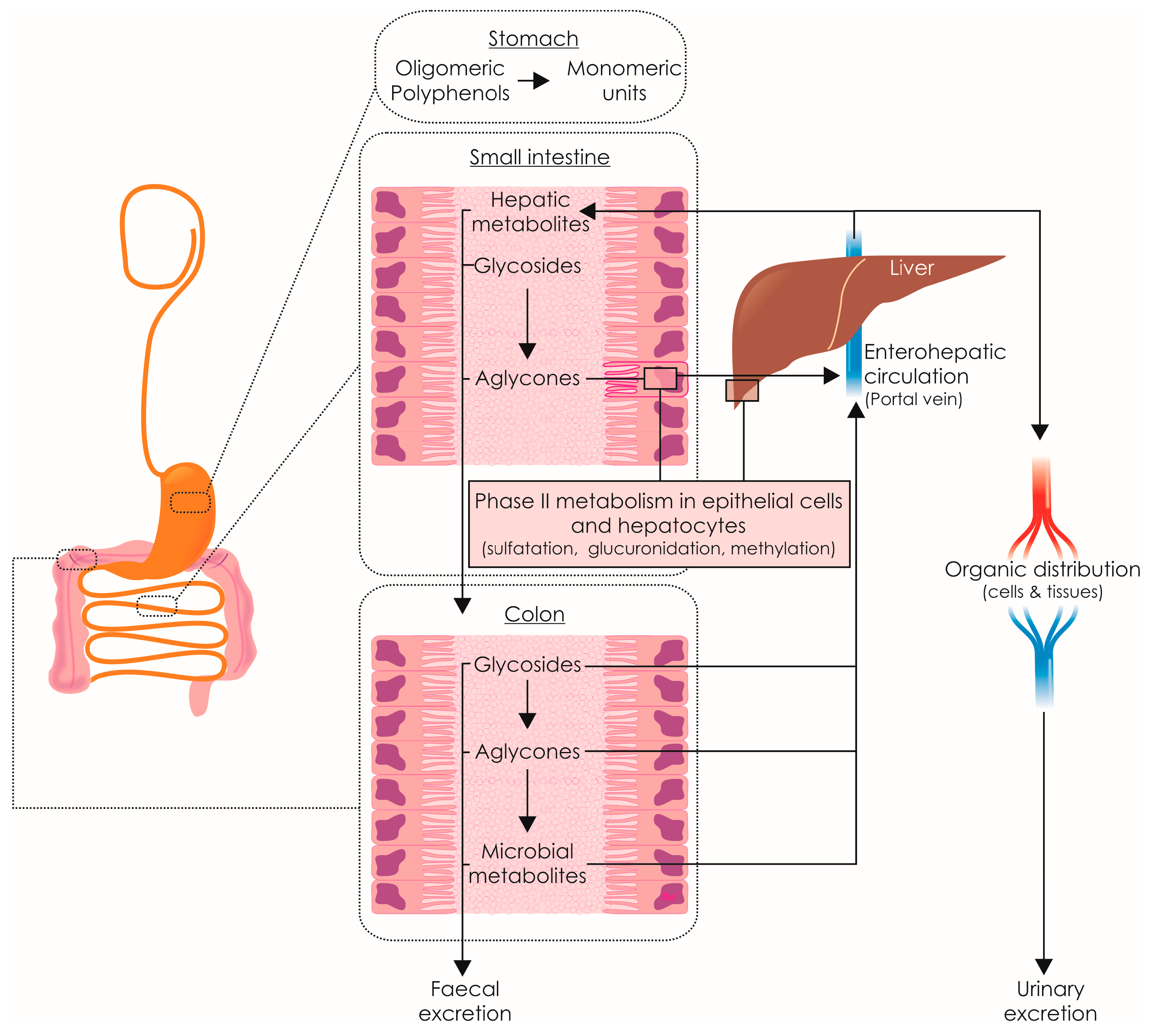 Molecules 22 01986 g002