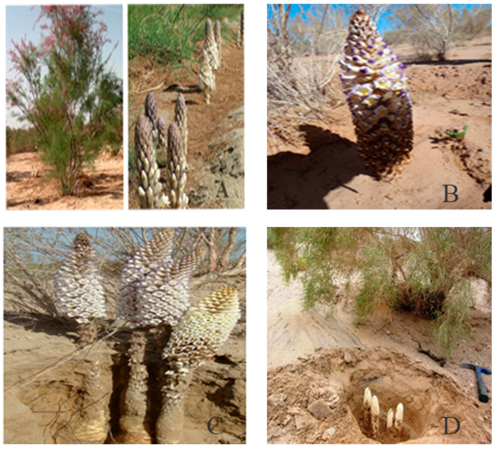 Molecules 22 02011 g001