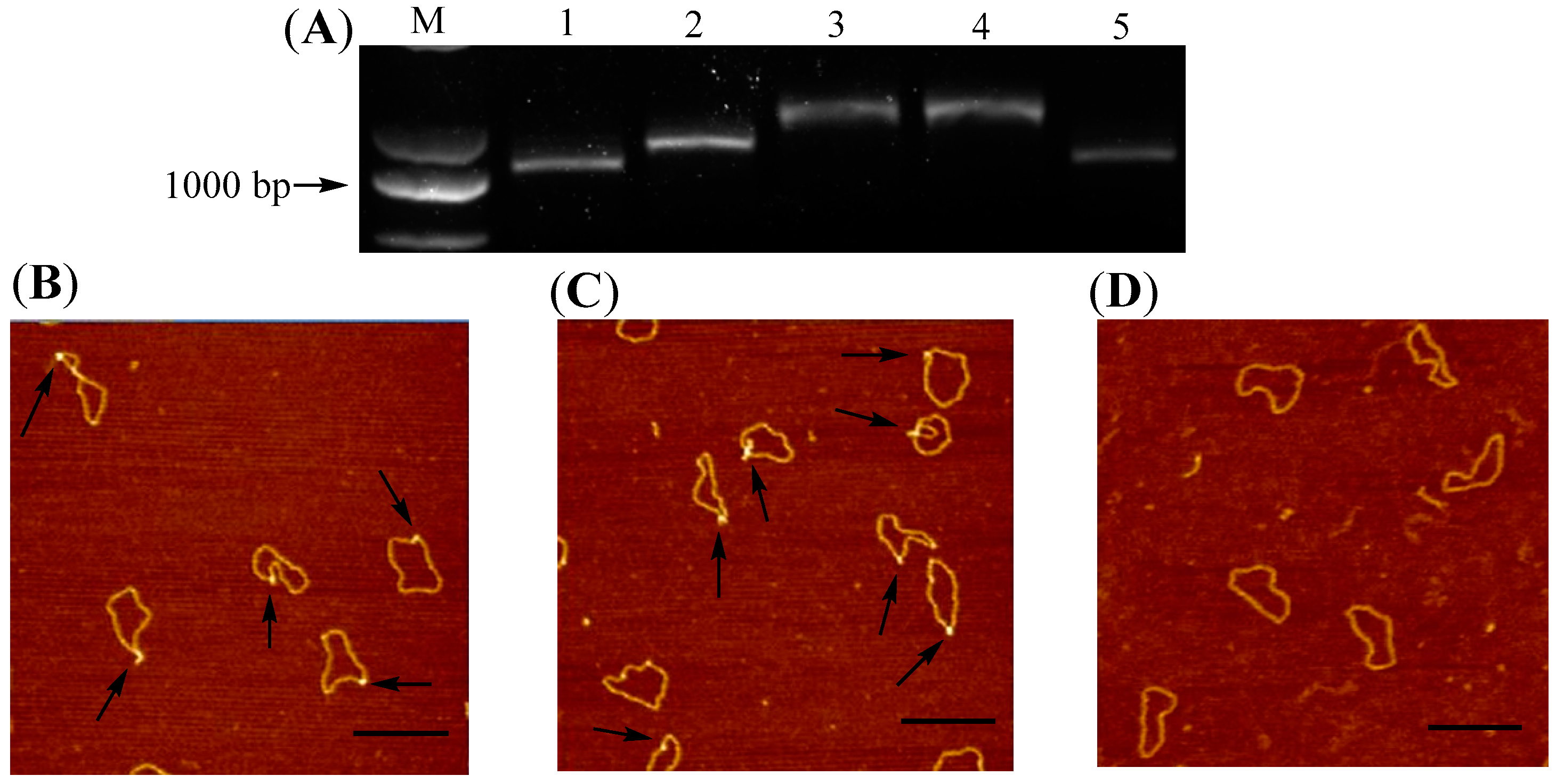 Molecules 22 02021 g001