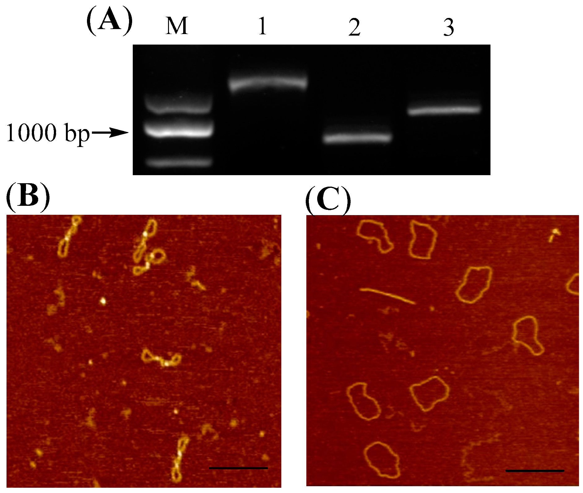 Molecules 22 02021 g002
