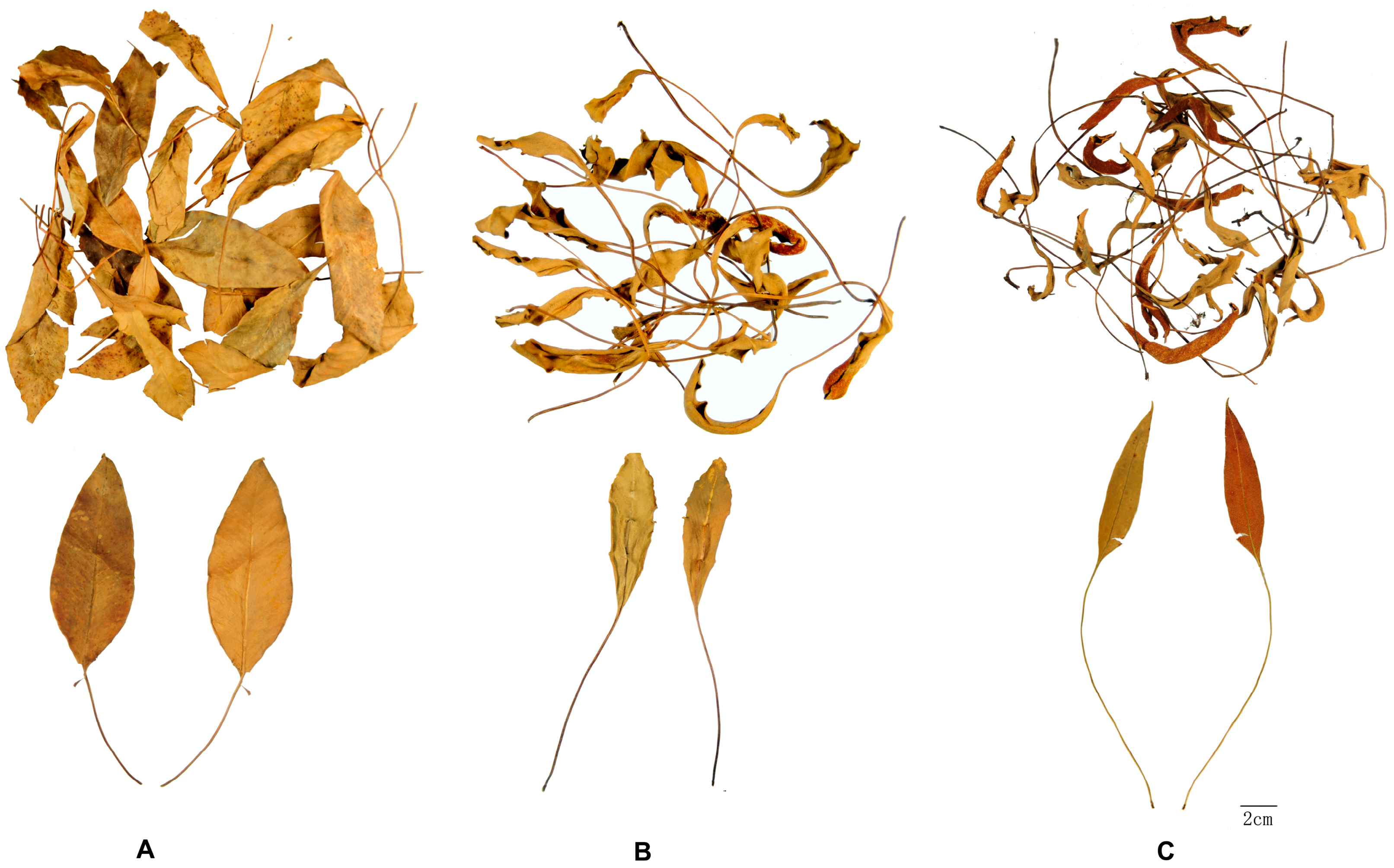 Molecules 22 02122 g001