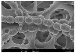 Molecules 22 02135 i001