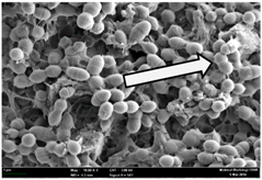 Molecules 22 02135 i005