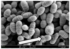 Molecules 22 02135 i006