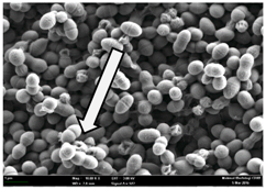 Molecules 22 02135 i007
