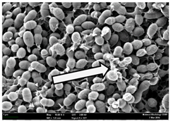 Molecules 22 02135 i008