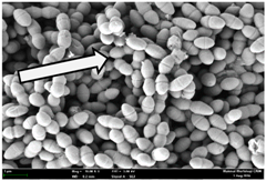 Molecules 22 02135 i009