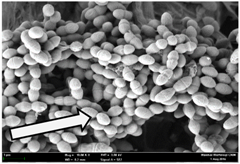 Molecules 22 02135 i013