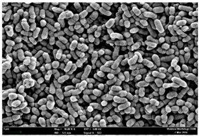 Molecules 22 02135 i018