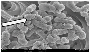 Molecules 22 02135 i022