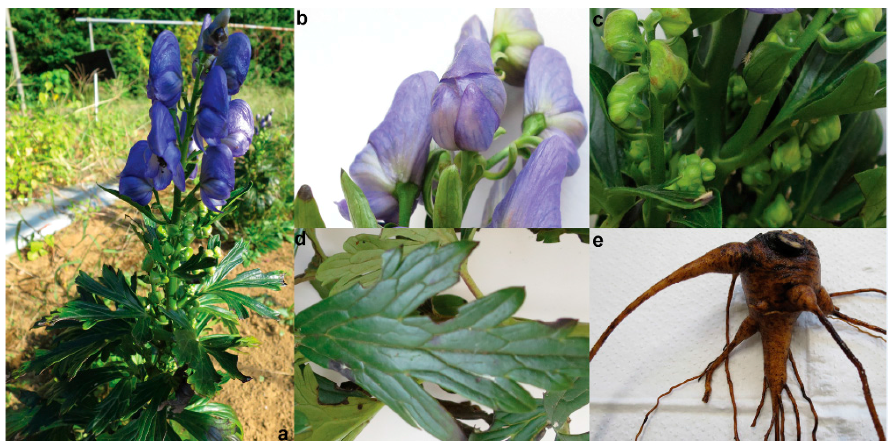 Molecules 22 02155 g001