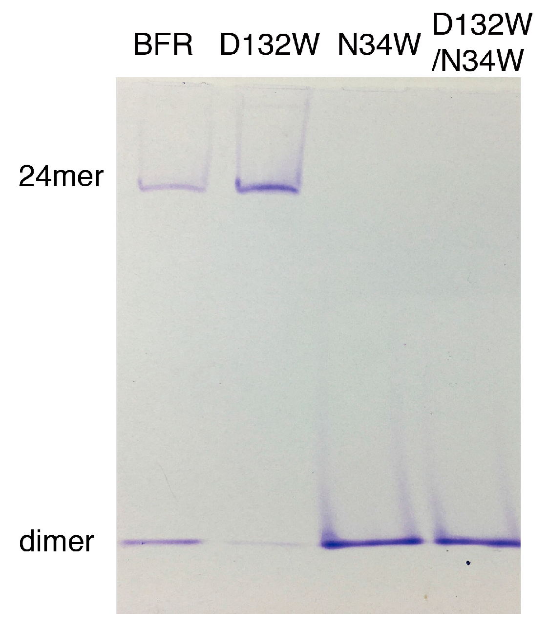 Molecules 22 02184 g003