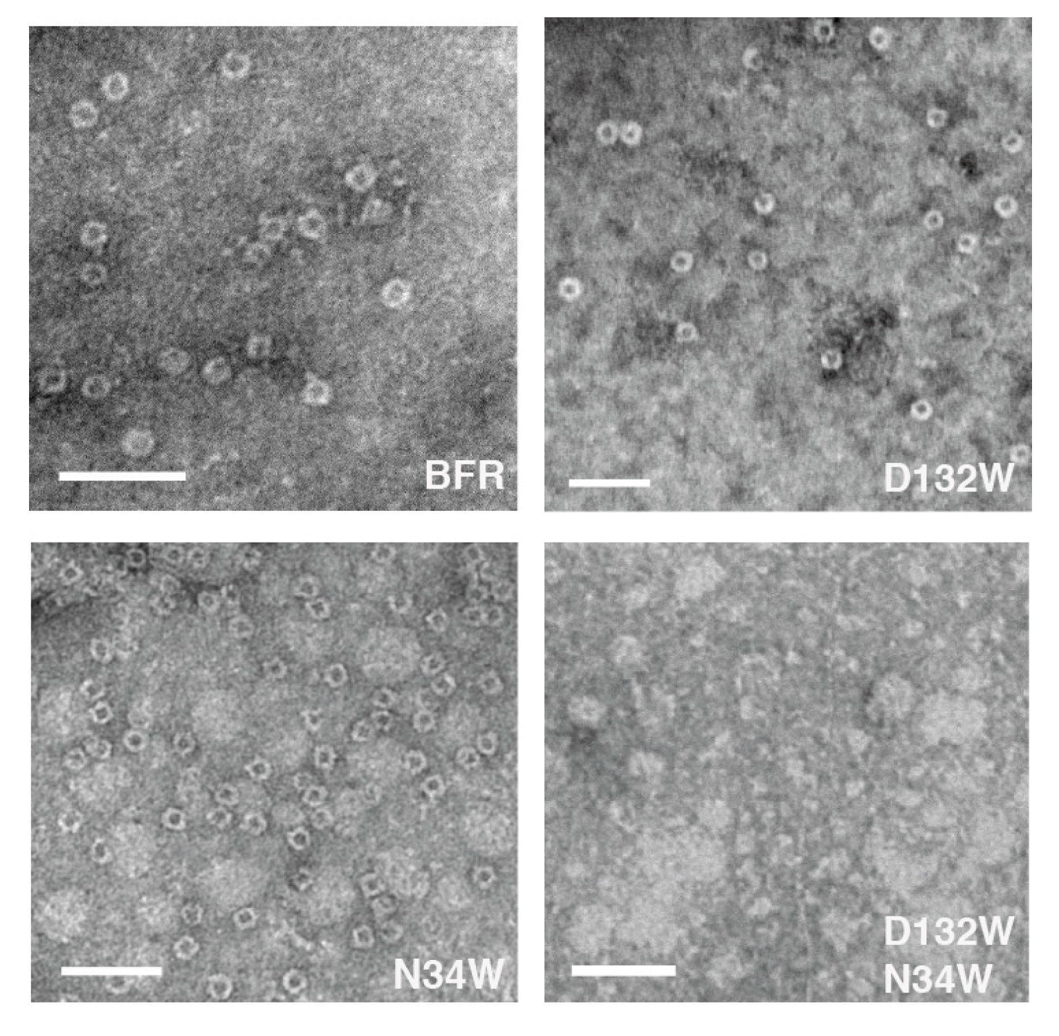 Molecules 22 02184 g004