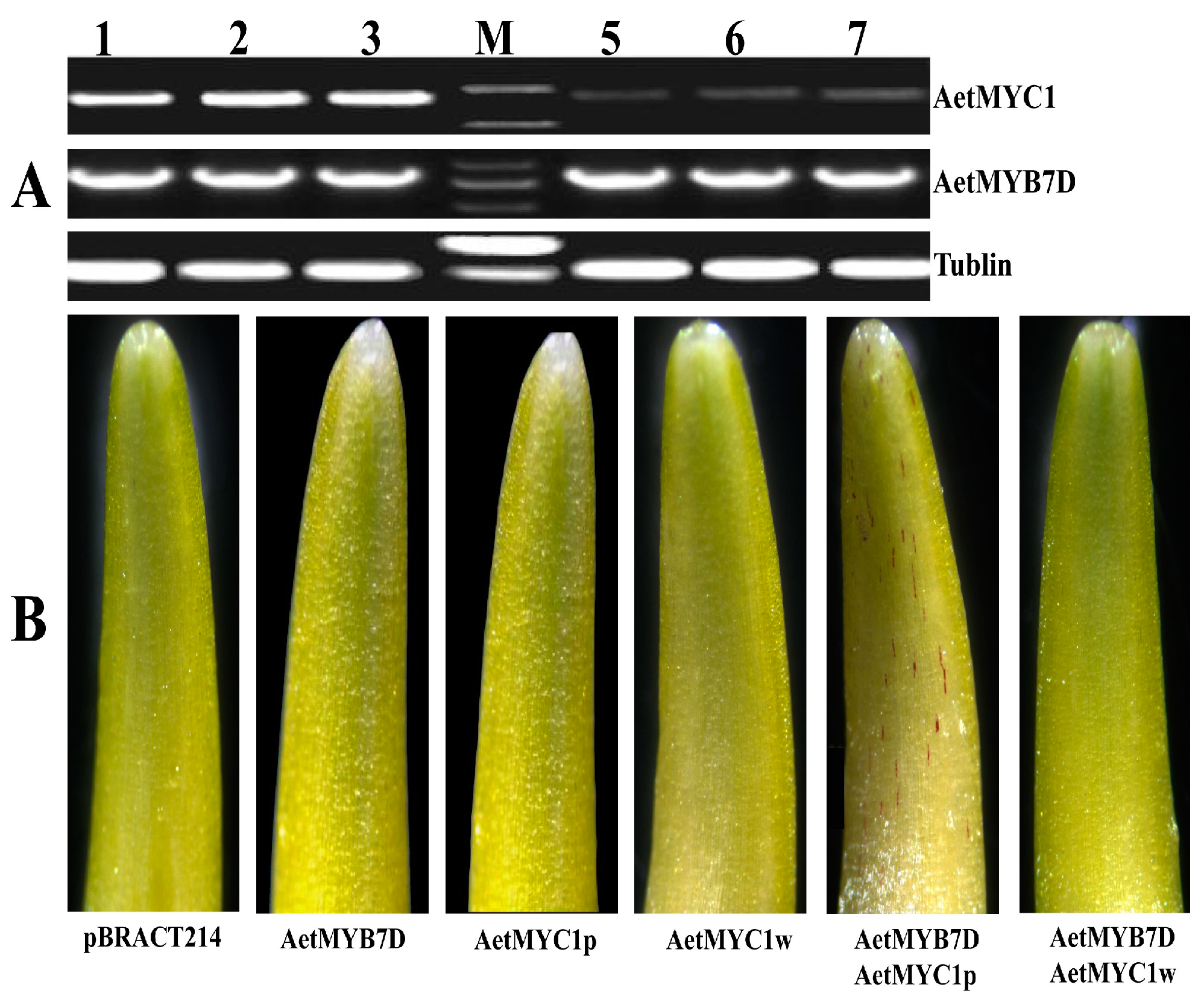 Molecules 22 02259 g004
