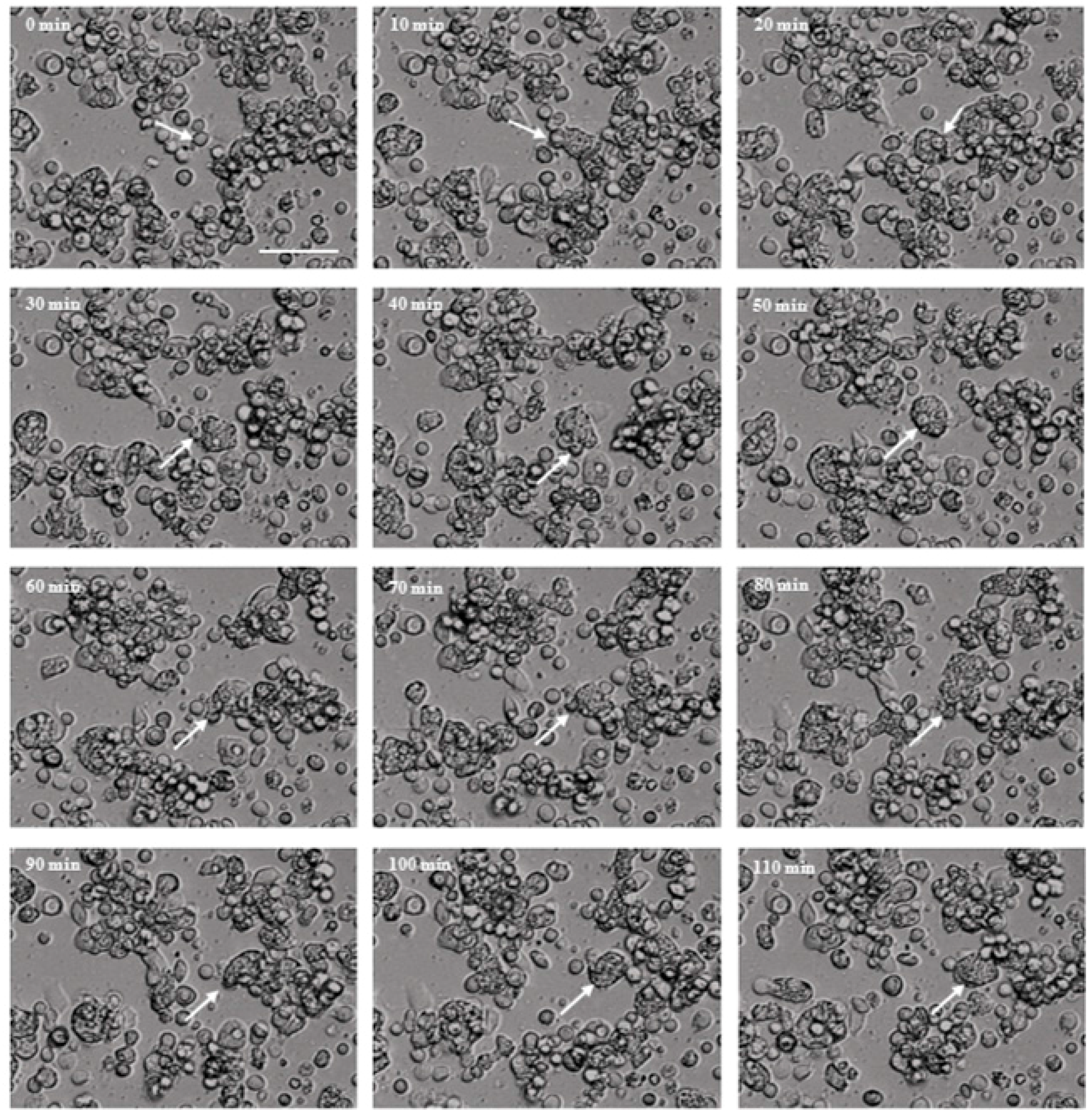Molecules 22 02263 g002