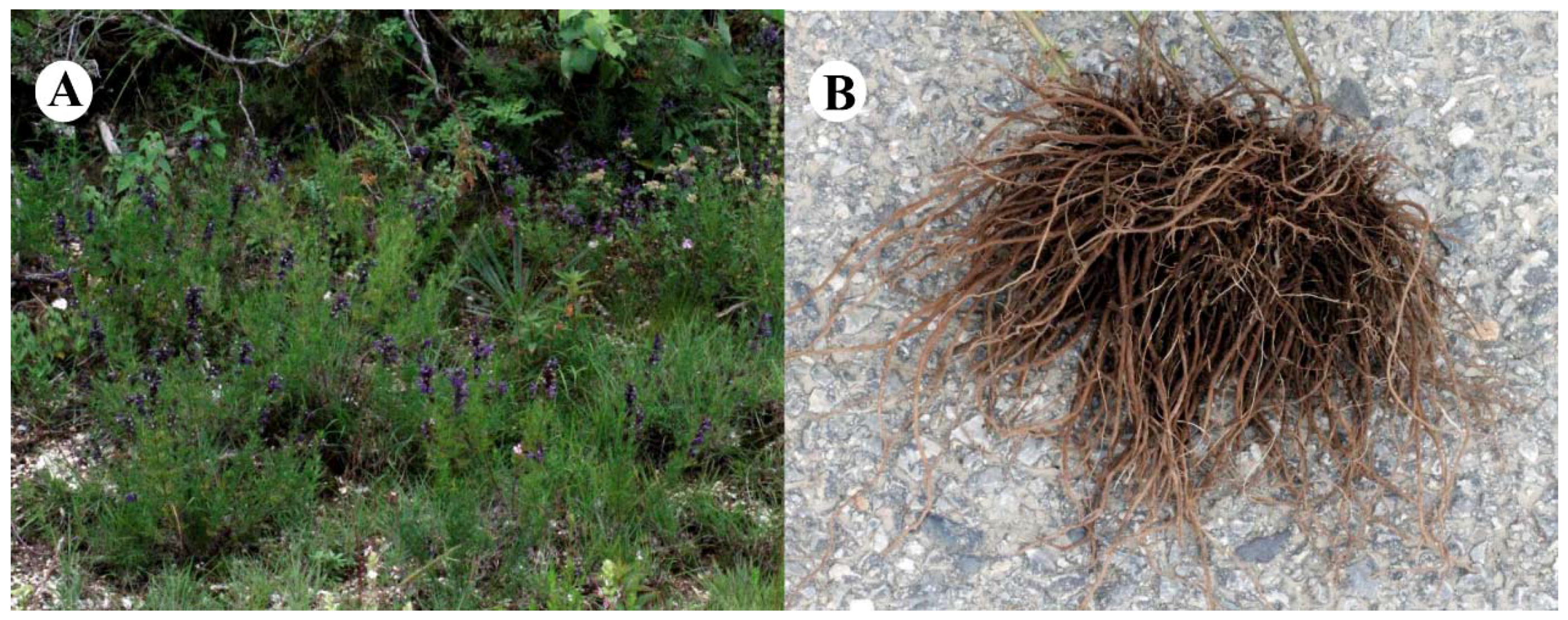 Molecules 23 00057 g001