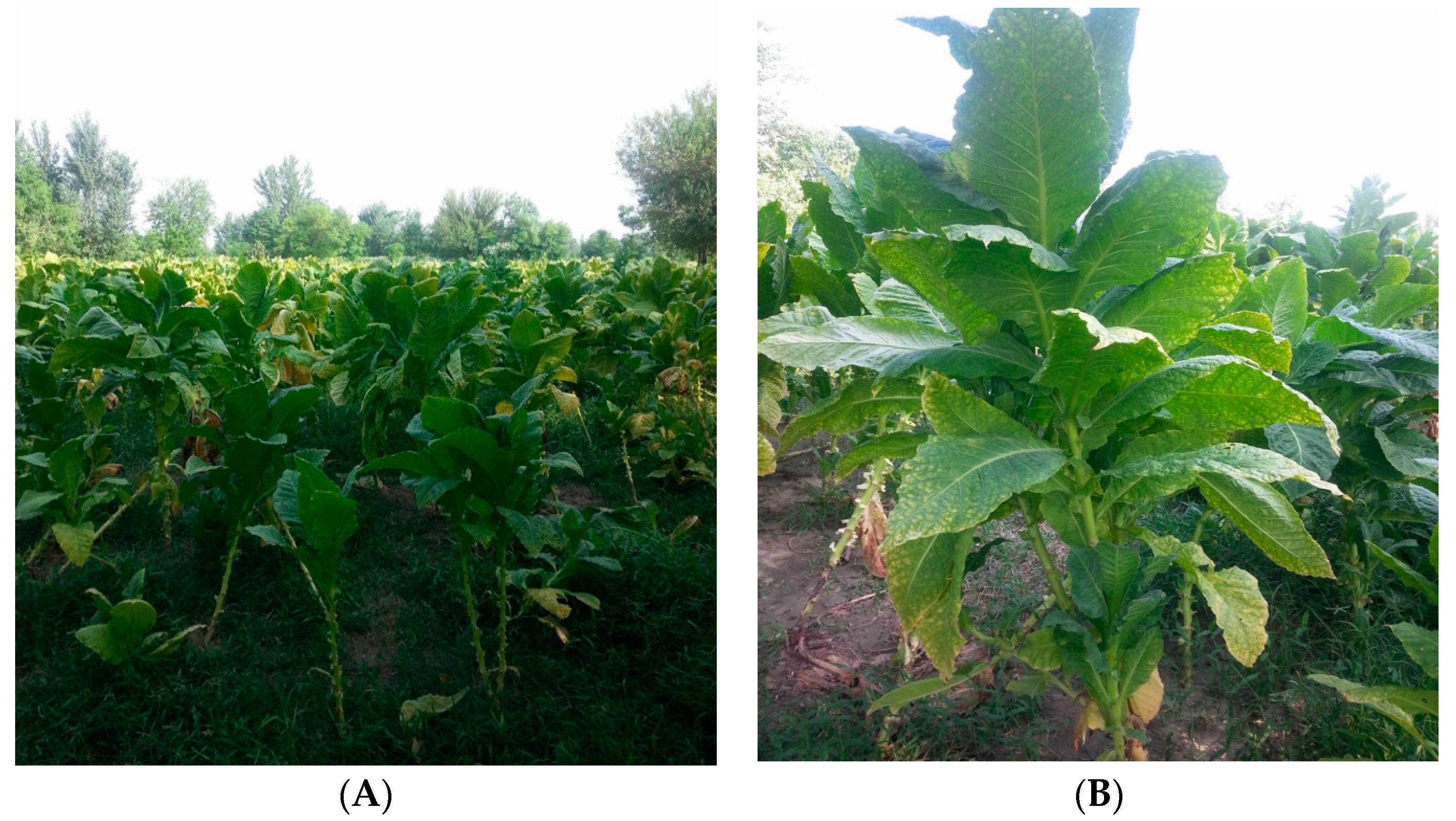 Molecules 23 00100 g002