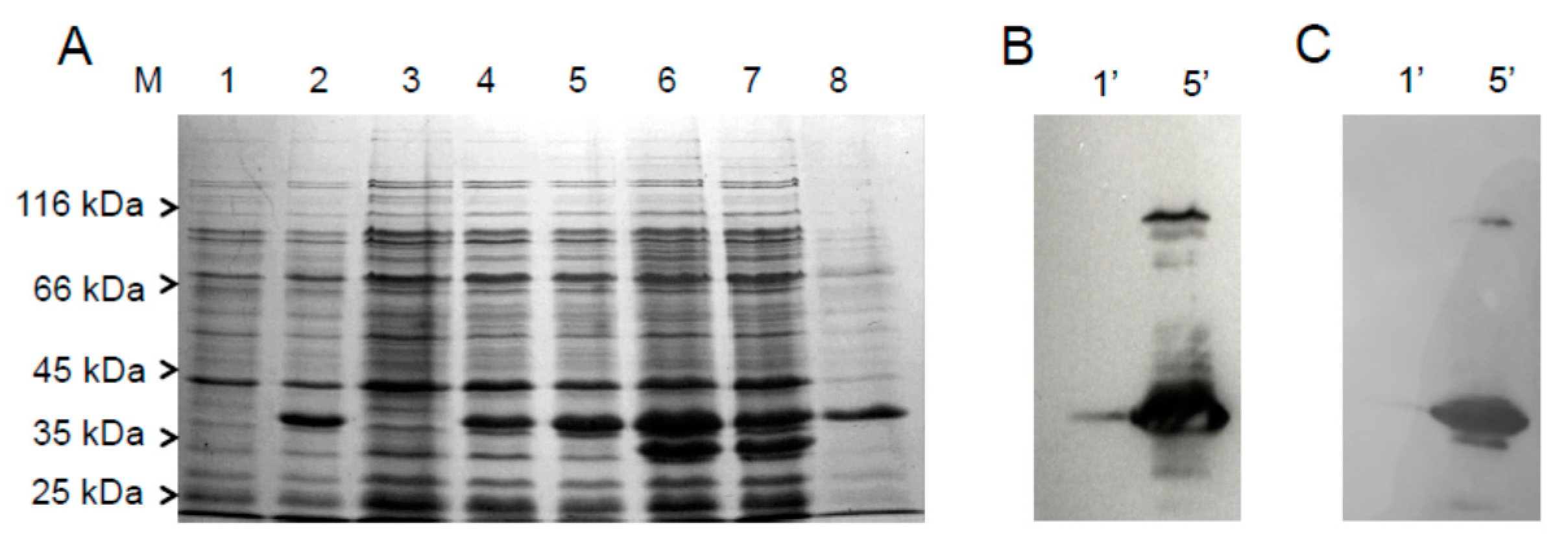 Molecules 23 00116 g002