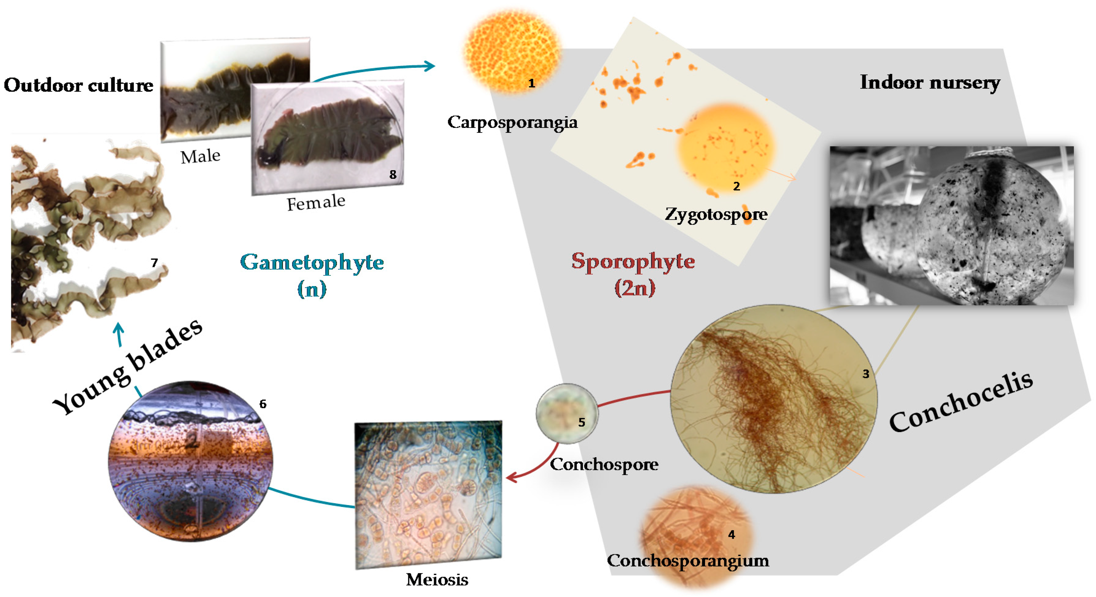 Molecules 23 00187 g001