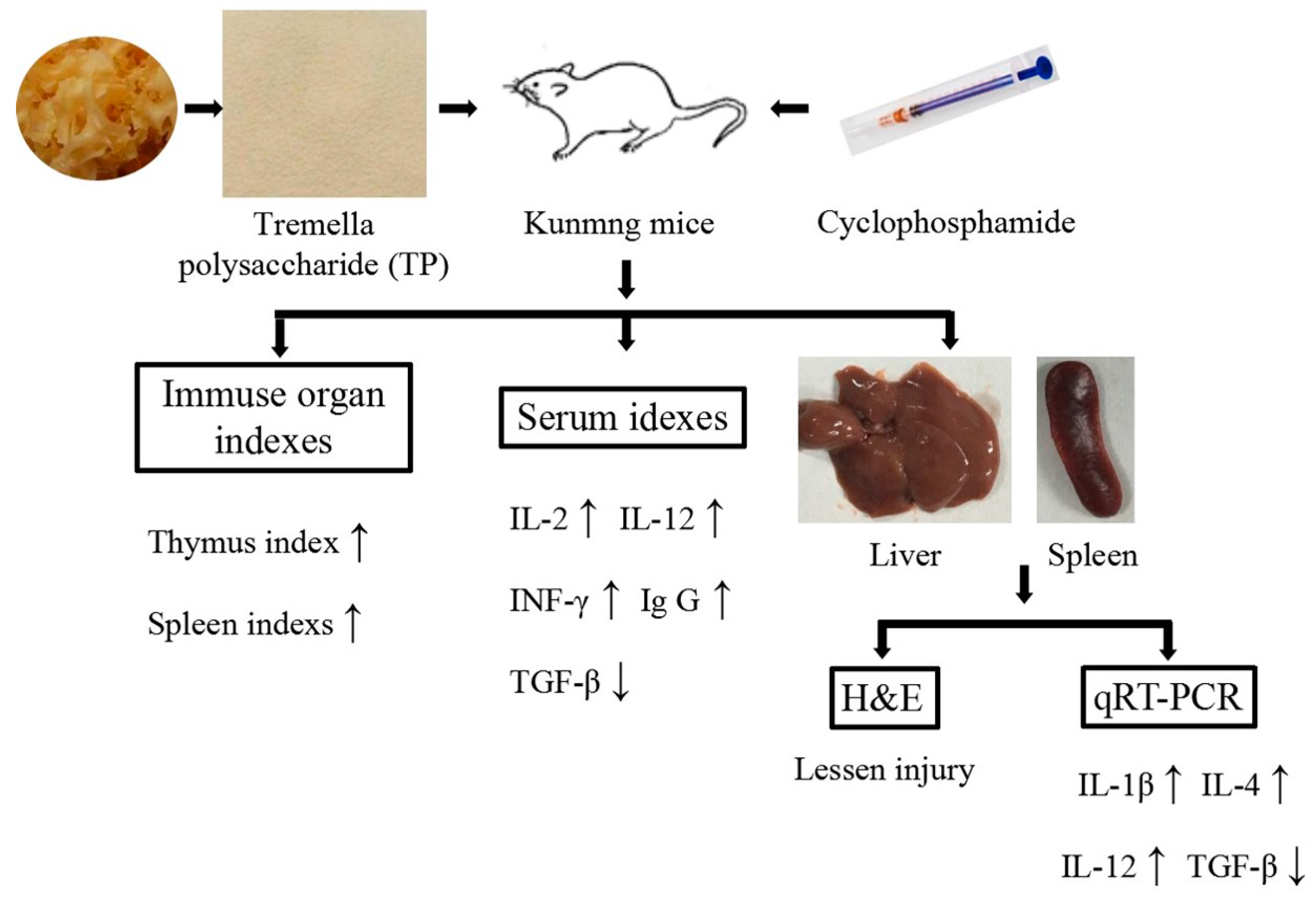 Molecules 23 00239 g007
