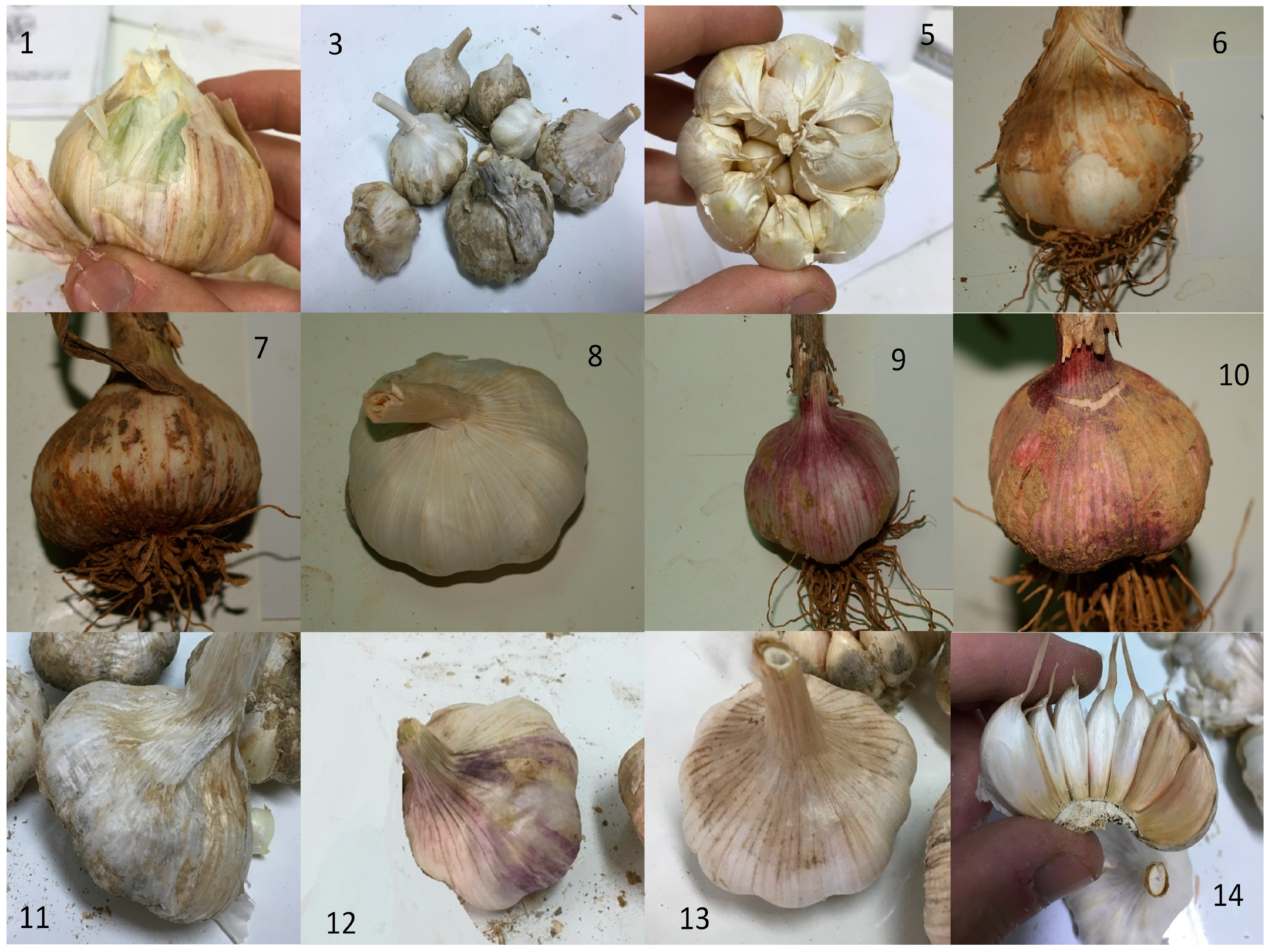Molecules 23 00319 g001
