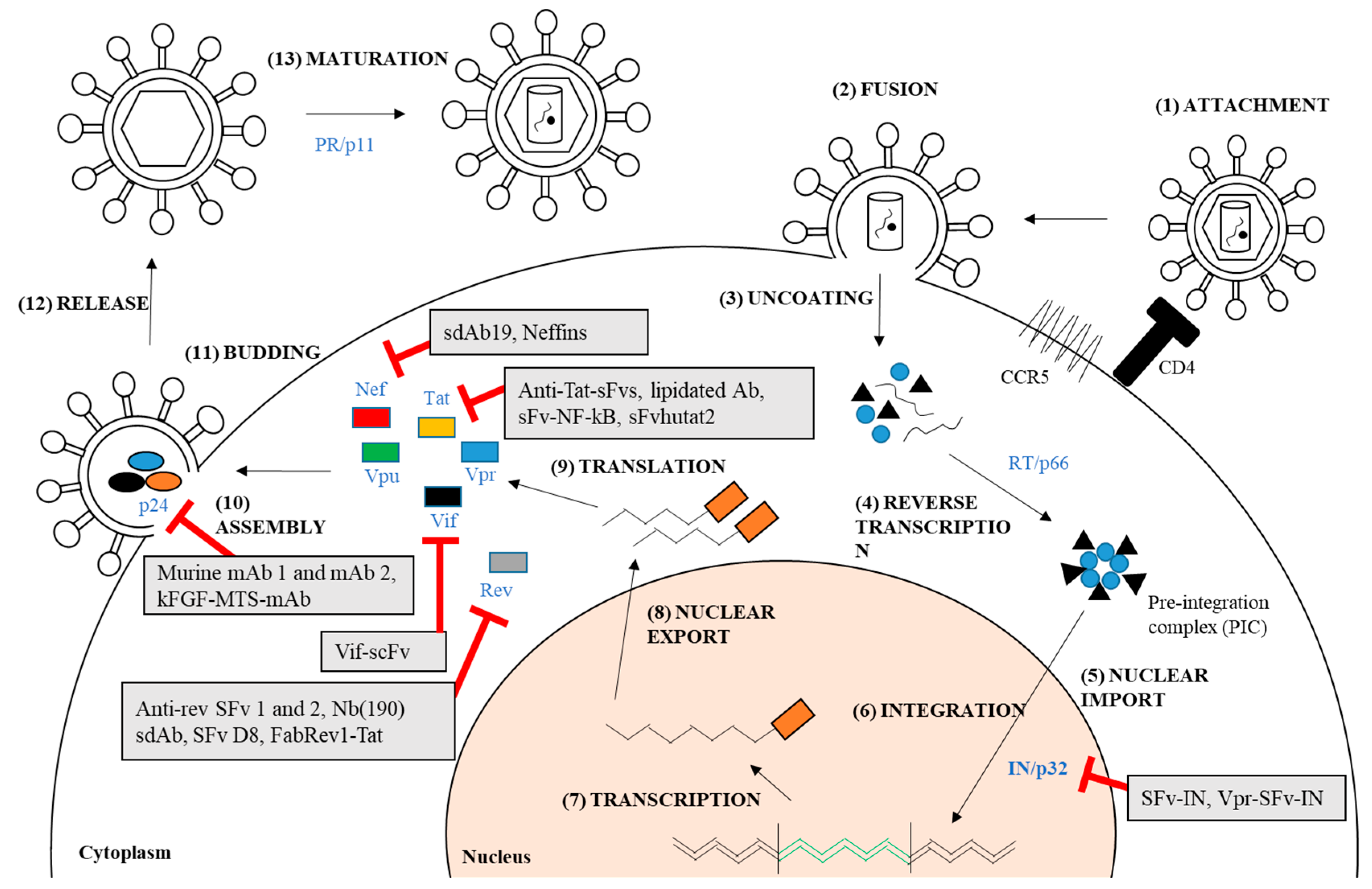 Molecules 23 00335 g001