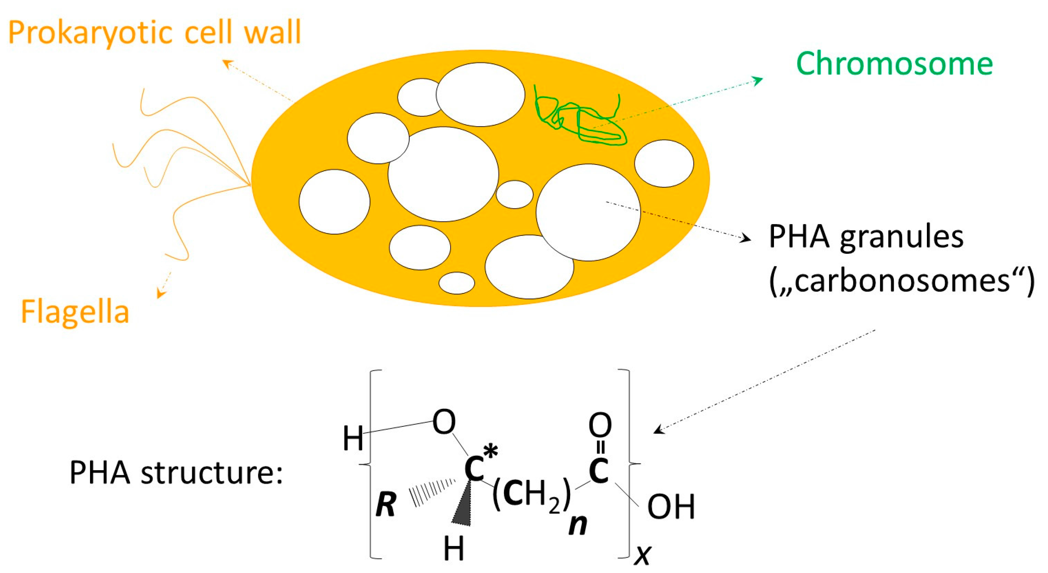 Molecules 23 00362 g001