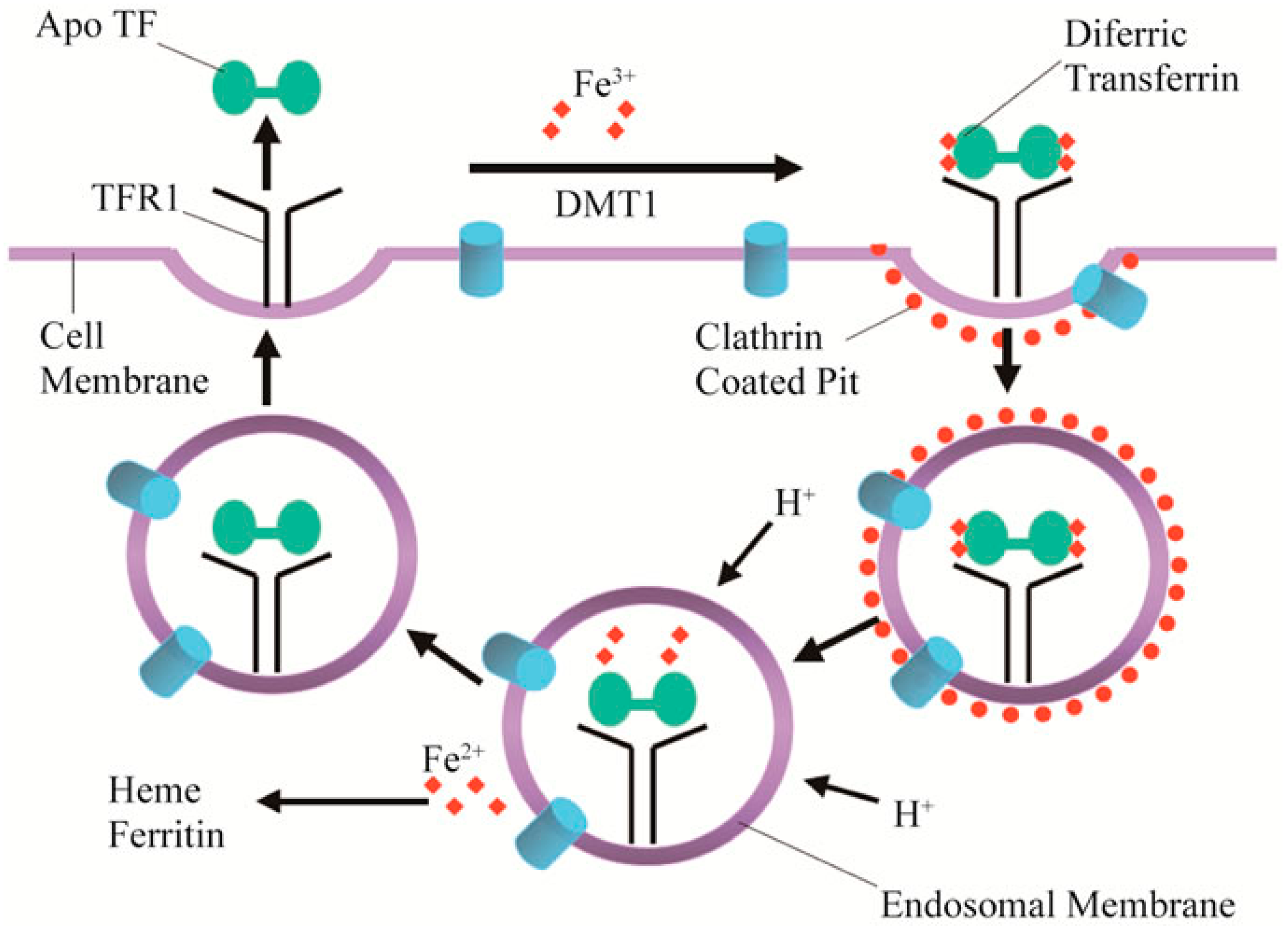 Molecules 23 00378 g005
