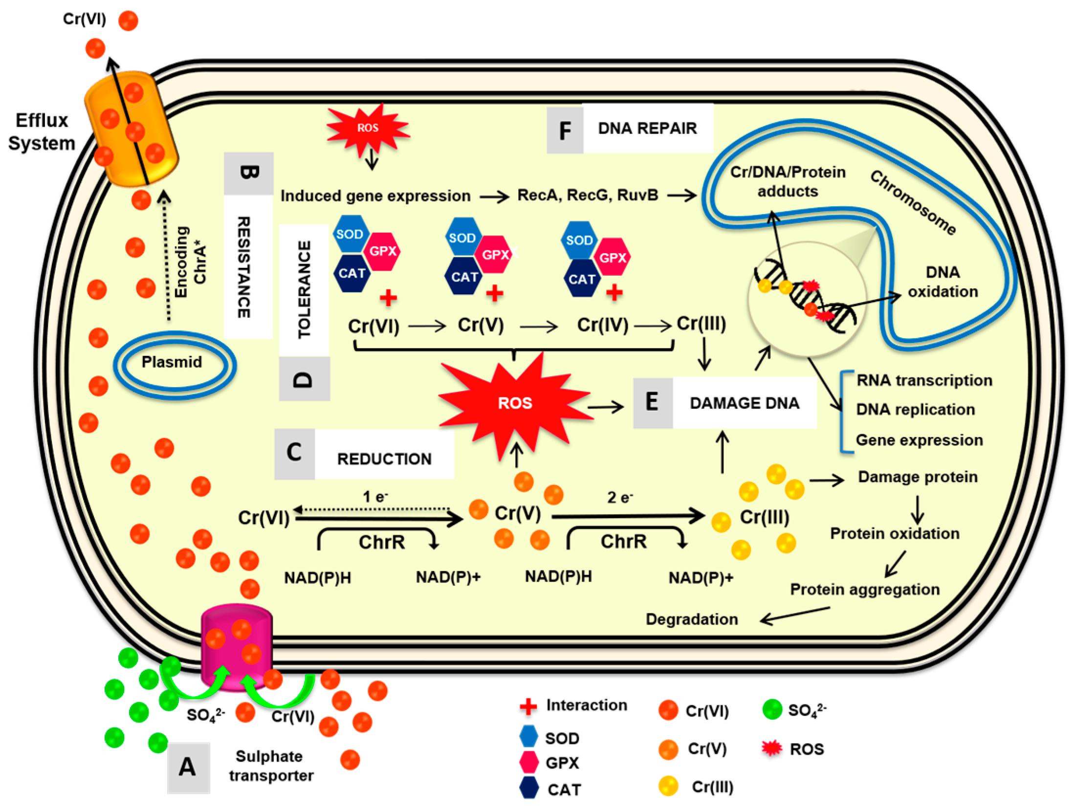 Molecules 23 00406 g007