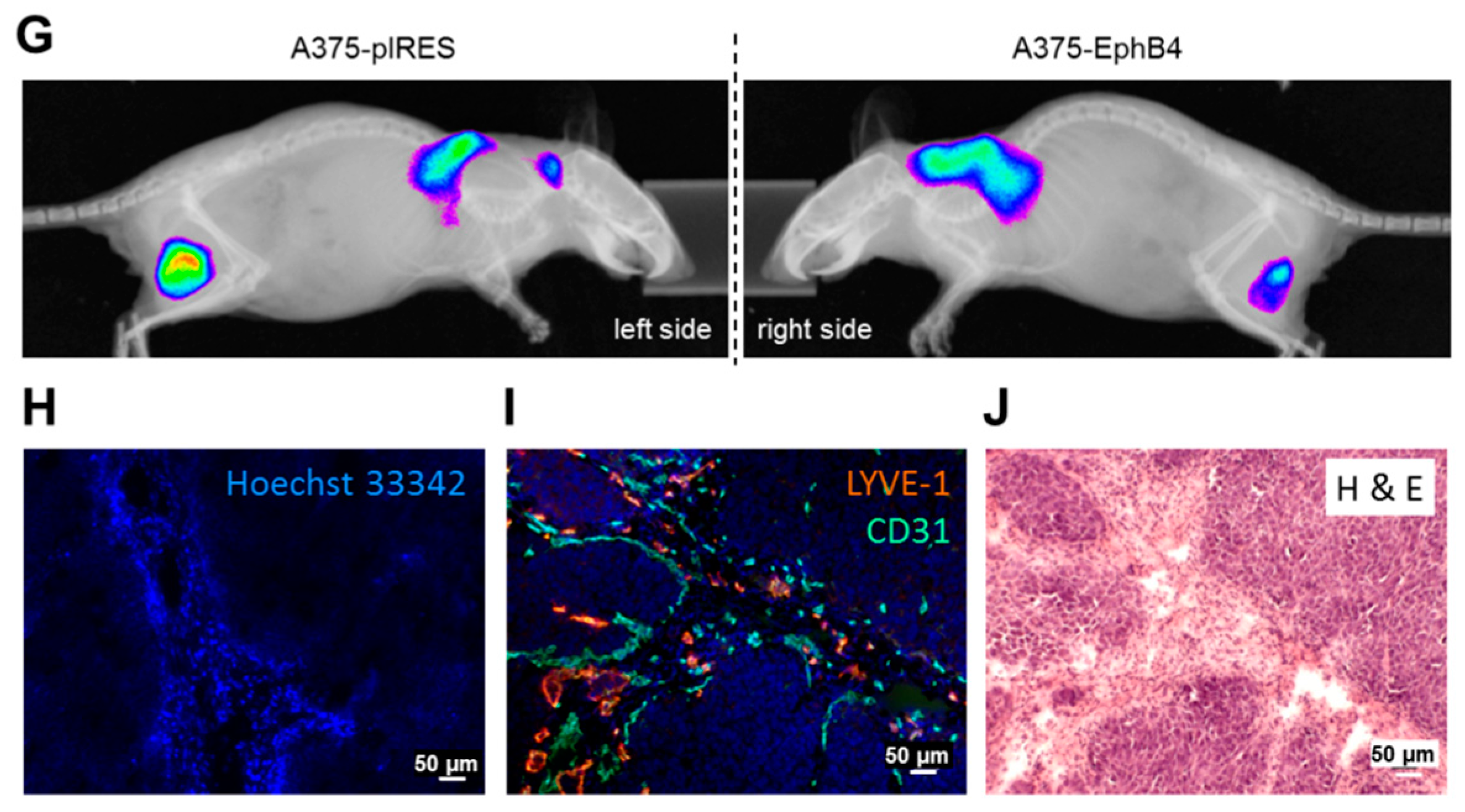 Molecules 23 00444 g003b