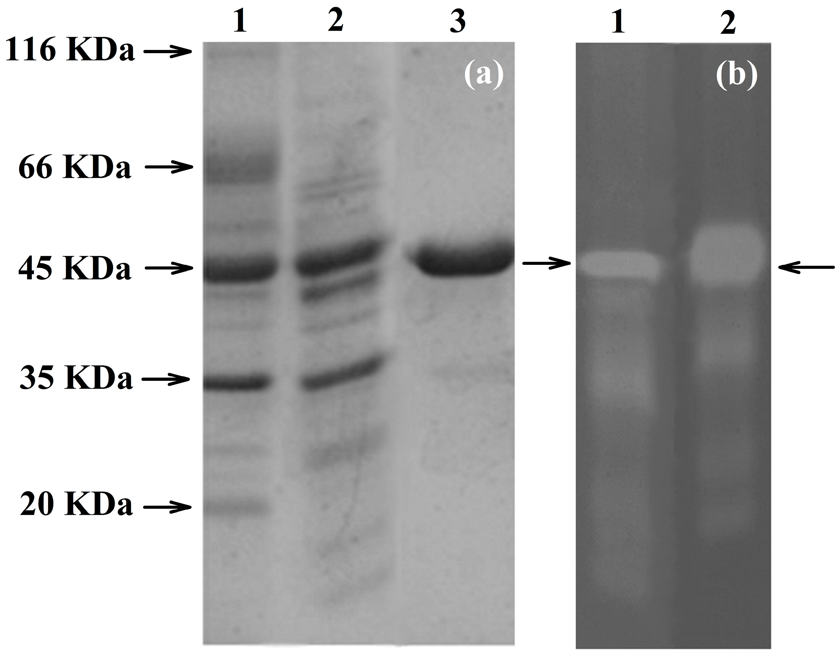Molecules 23 00448 g003
