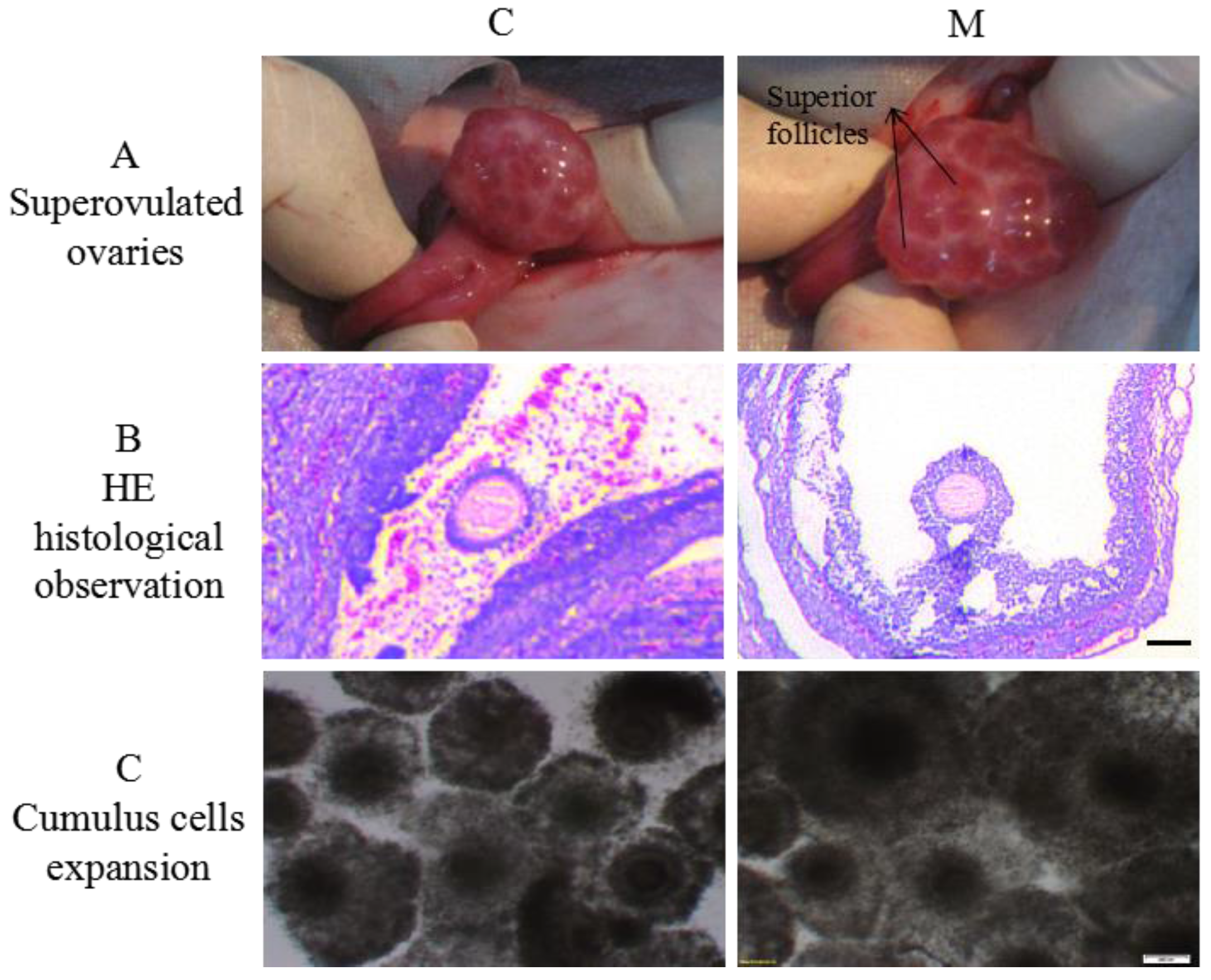 Molecules 23 00494 g002