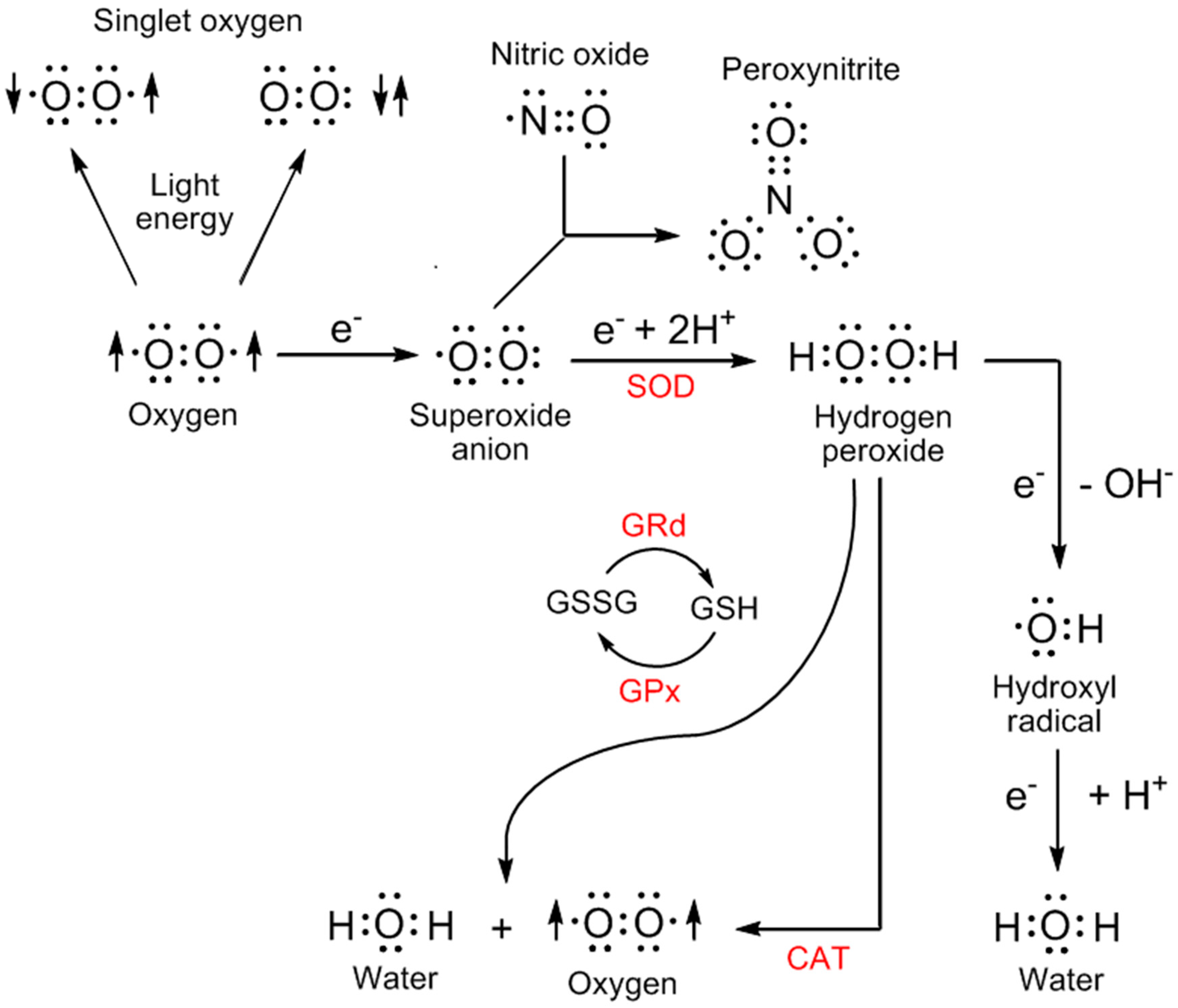 Molecules 23 00509 g001