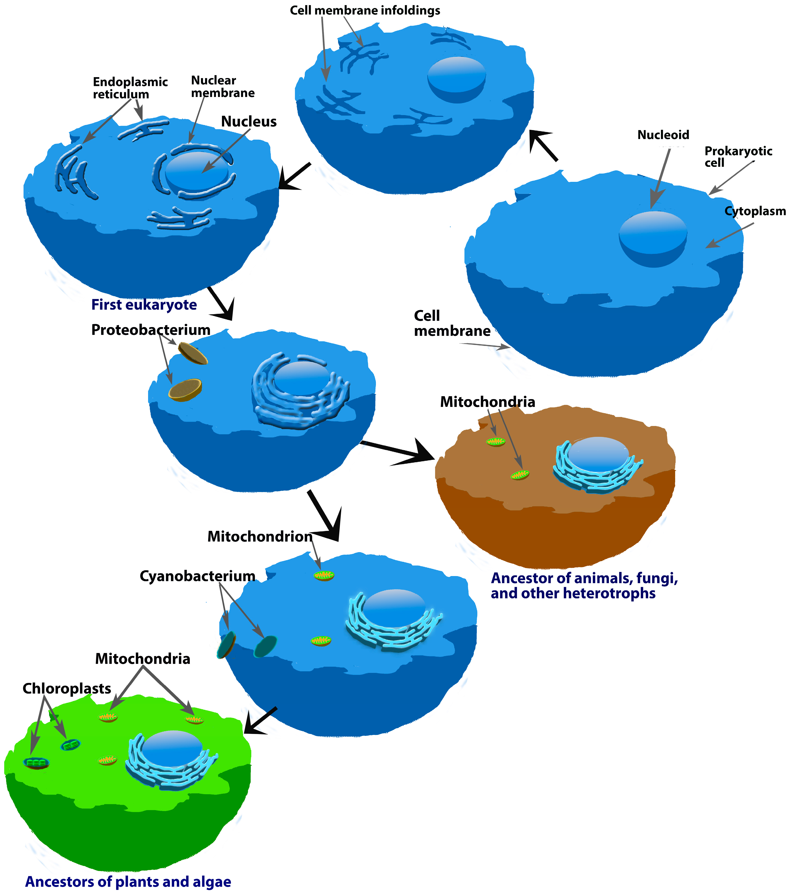 Molecules 23 00509 g005