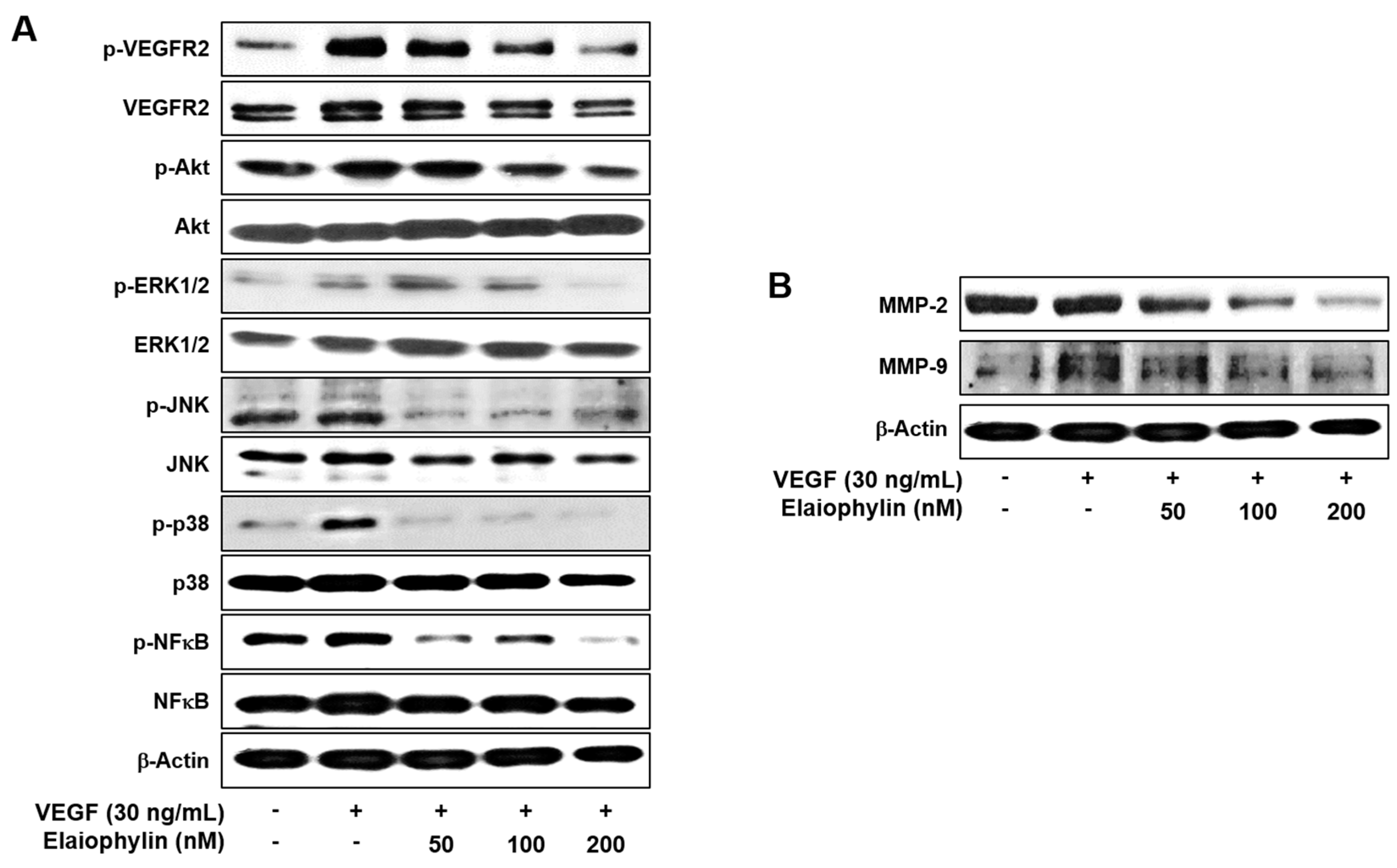 Molecules 23 00563 g004 Molecules 23 00563 g004