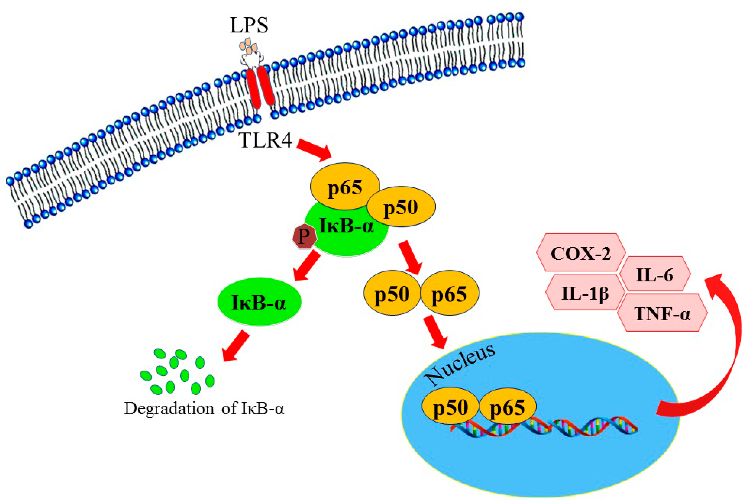 Molecules 23 00597 g006