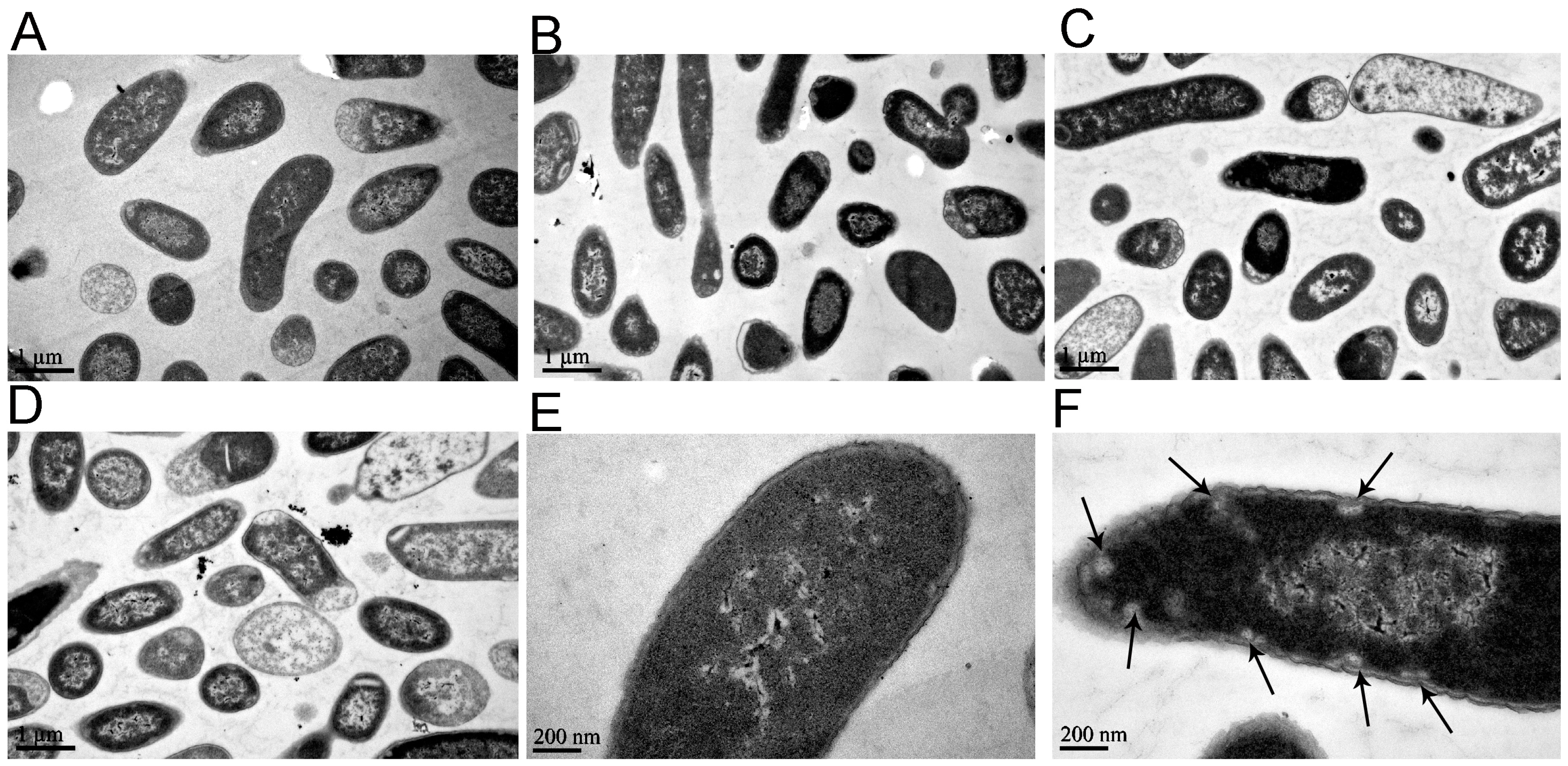 Molecules 23 00606 g003